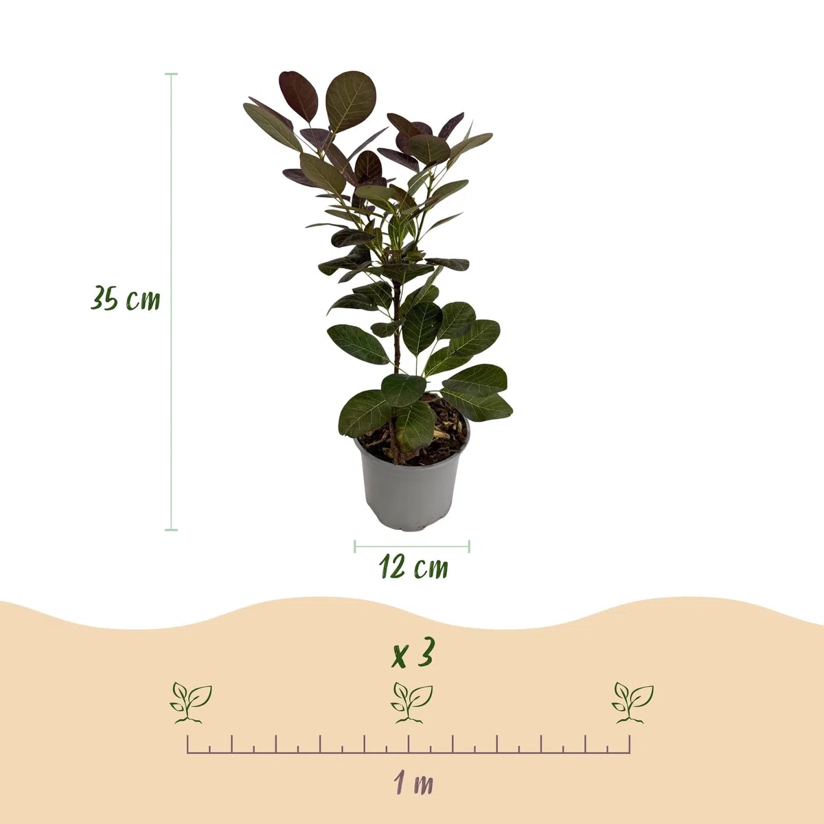 Krzew peruki Cotinus coggyria Tricolour – 3 rośliny – 12 cm – wysokość ok. 35 cm – łatwy w pielęgnacji krzew w kolorze fioletowym, zielonym i żółtym