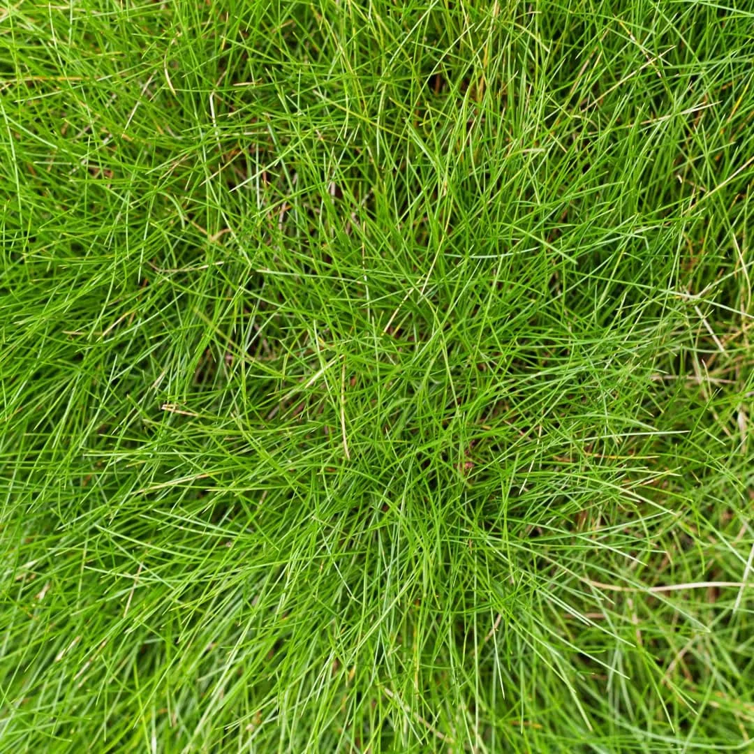 Festuca gautieri Kostrzewa ozdobna, 24 rośliny, Ø 9 cm, wysokość 10-25 cm, zimozielona trawa ozdobna – łatwa w pielęgnacji i przyjazna dla wysuszenia, do grządek i ogrodu skalnego