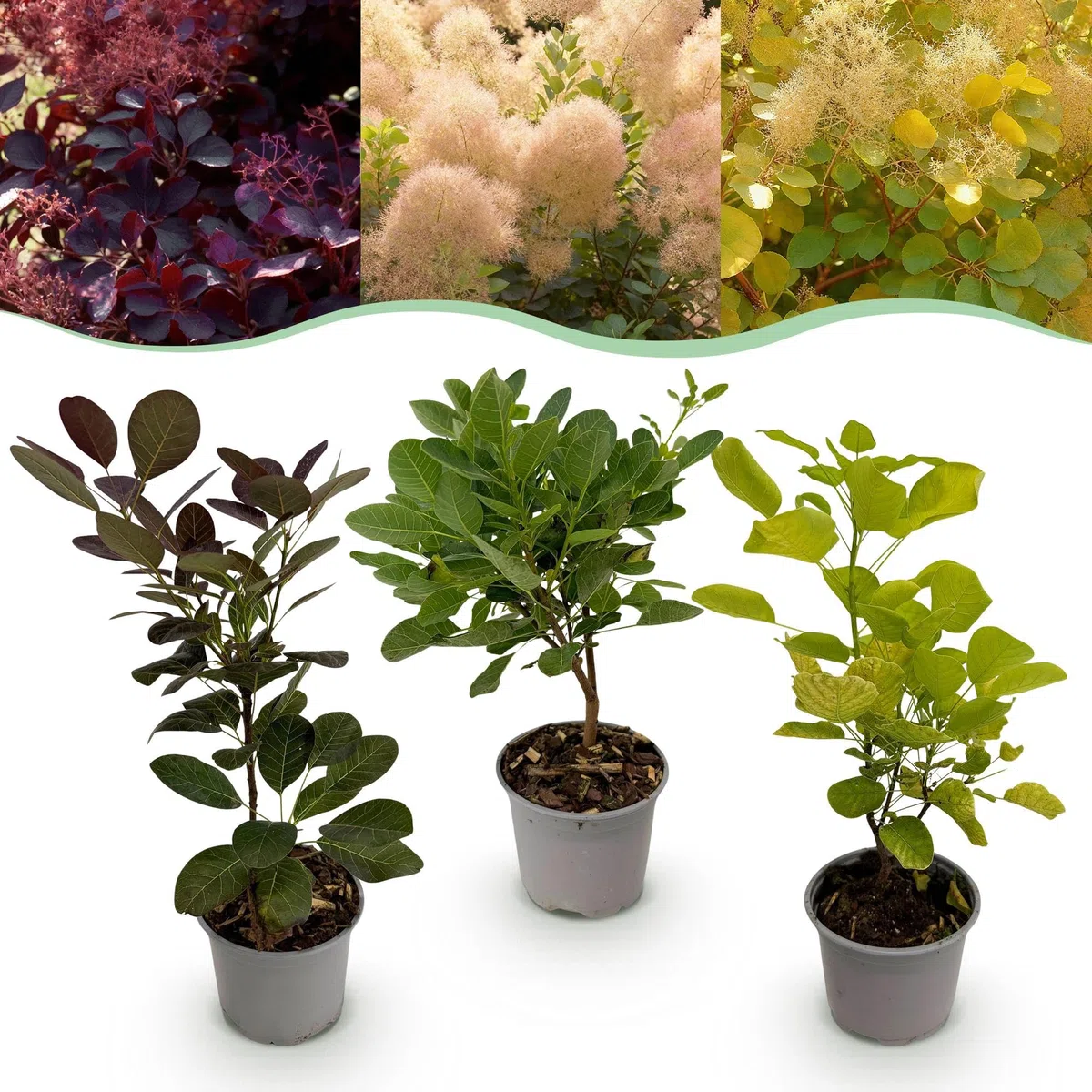 Krzew peruki Cotinus coggyria Tricolour – 3 rośliny – 12 cm – wysokość ok. 35 cm – łatwy w pielęgnacji krzew w kolorze fioletowym, zielonym i żółtym