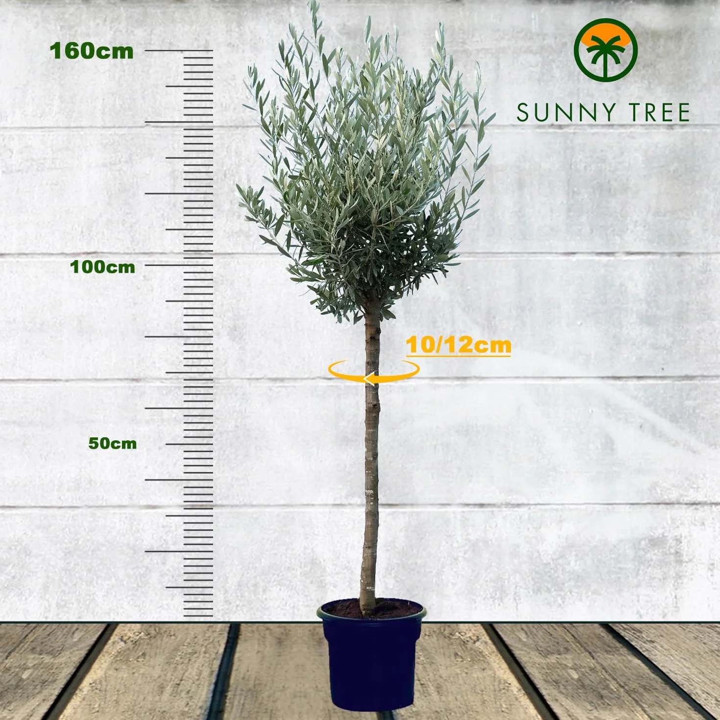 GreenWorld Drzewo Oliwkowe 160 cm Mrozoodporne do -18 C Olea Europaea Do Ogrodu