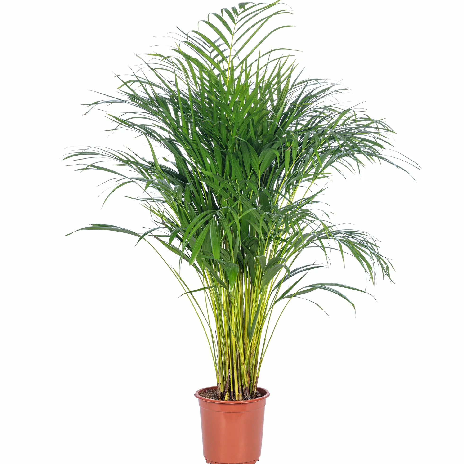 Palma Areka – łatwa w pielęgnacji roślina pokojowa, Areca Dypsis Lutescens, wysokość ok. 100 cm, średnica doniczki: 21 cm