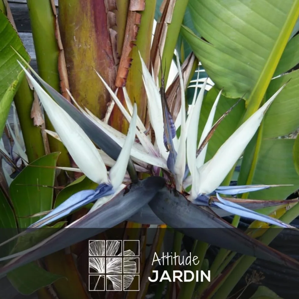 Attitude Jardin - Strelitzia augusta - alba - biały rajski ptak - roślina śródziemnomorska - 100-110 cm - ◕ 24 cm - roślina zewnętrzna