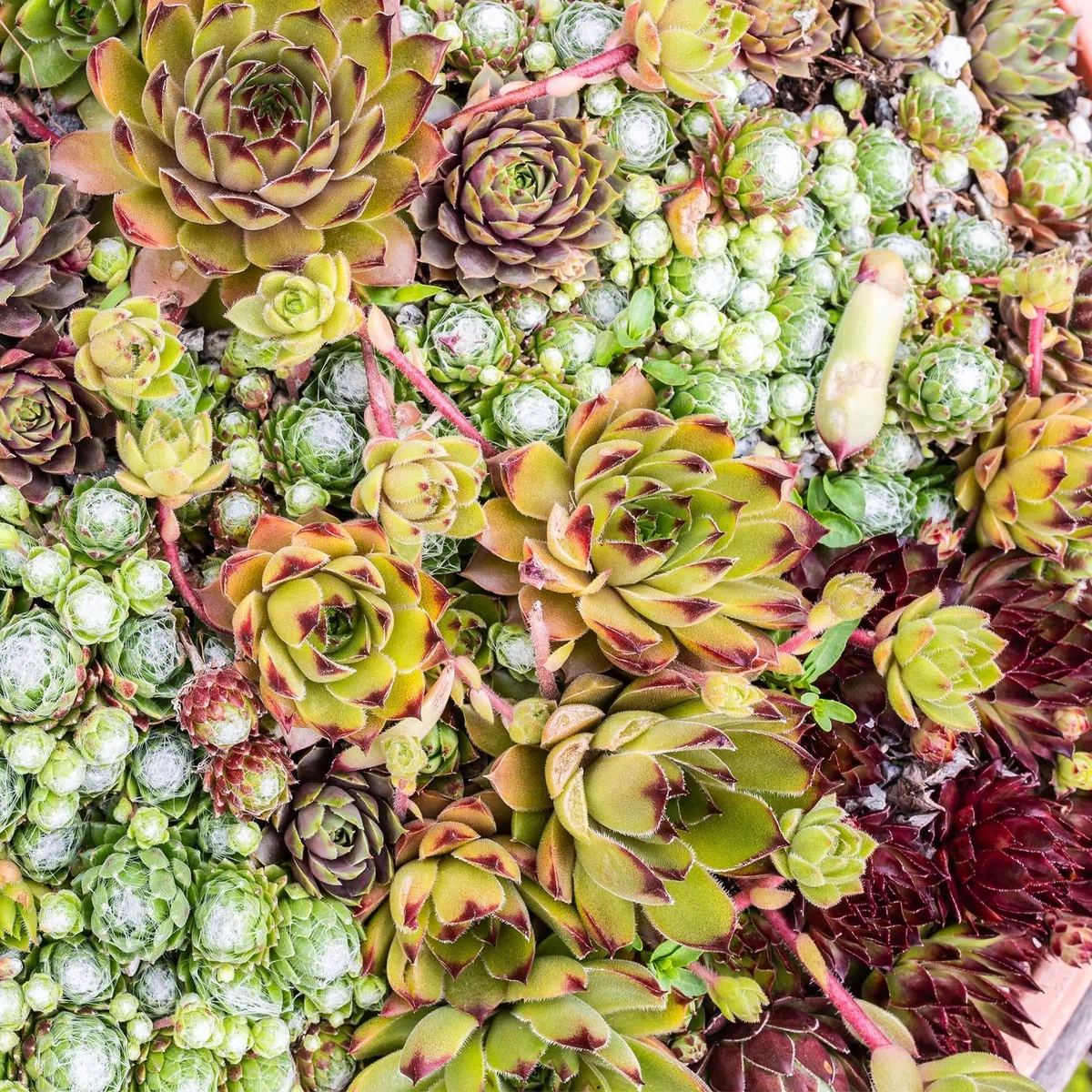 Roślina okrywowa Sempervivum Big Sam – 4 rośliny – mrozoodporna – różne kolory – łatwy w pielęgnacji korzeń domowy do grządek, ogrodów skalnych, balkonów i tarasów – Ø 14 cm, wys. 17 cm