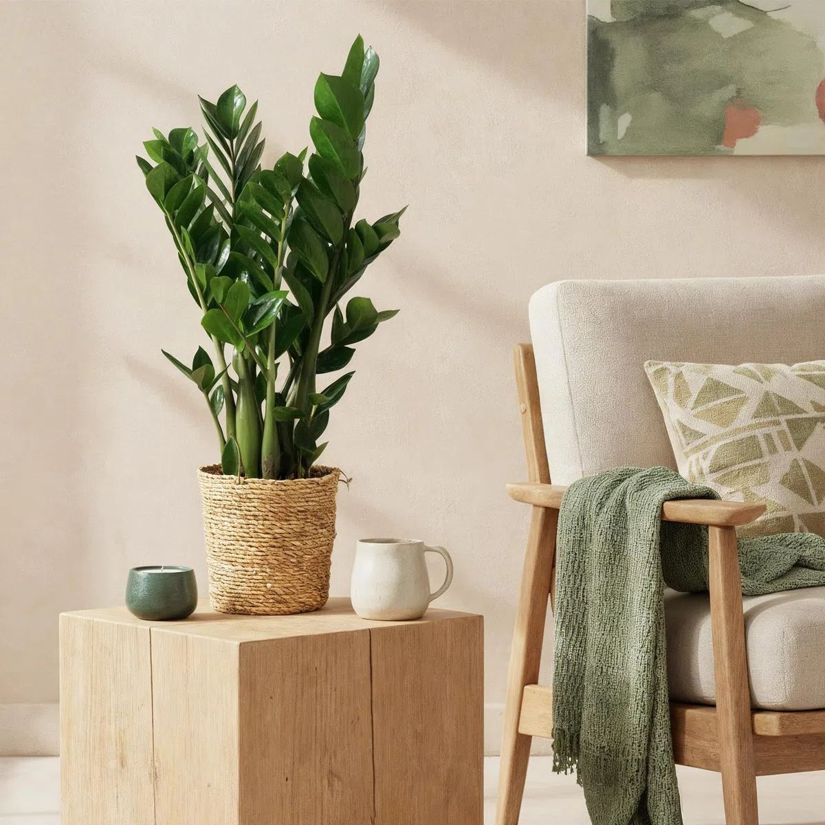 Zamioculcas – 65-75 cm – 17 cm, z koszem, łatwa w pielęgnacji roślina ZZ, wytrzymała roślina zielona do salonu, biura i sypialni, błyszczące liście i luksusowy wygląd