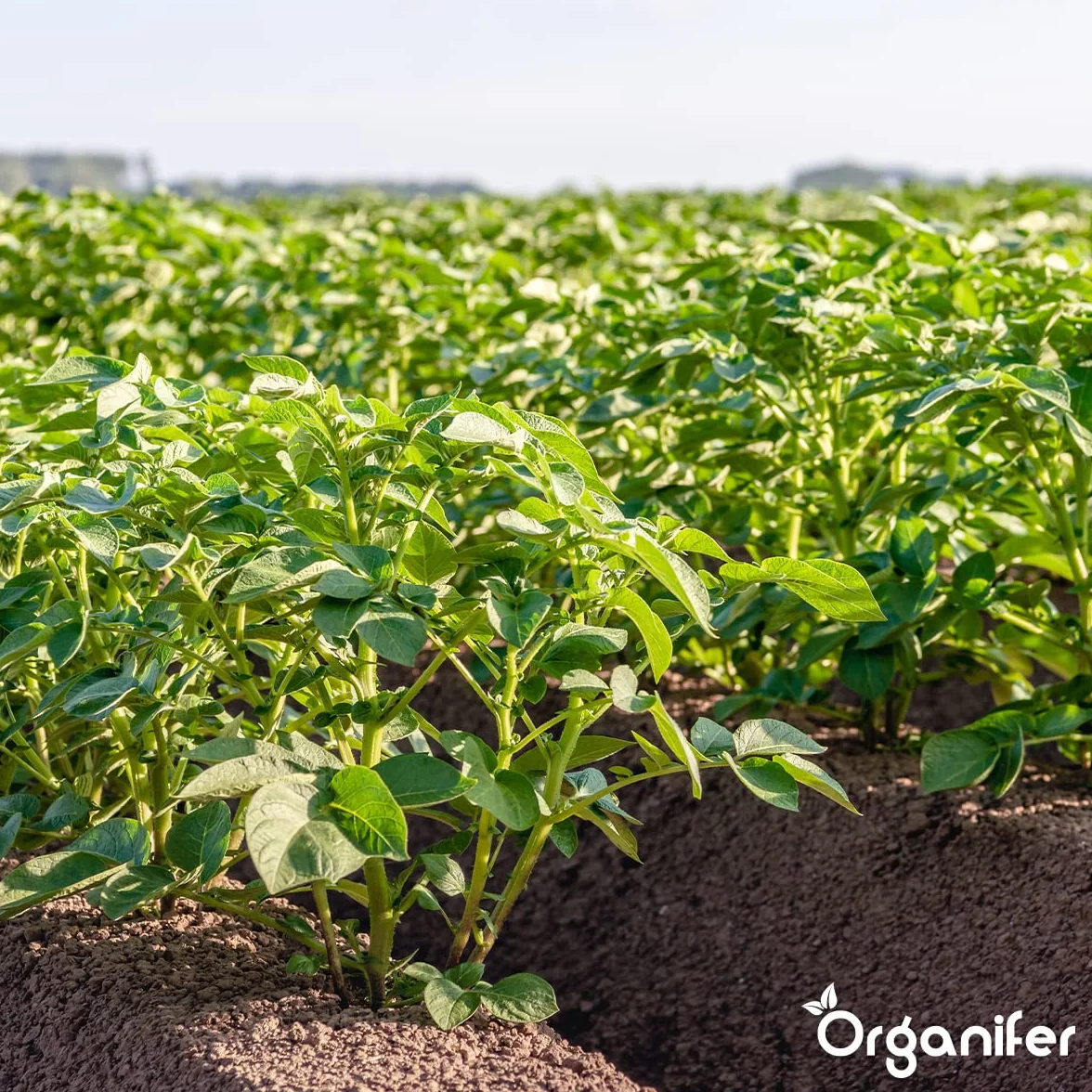 Koncentrat Phytophthora 10 Ml Na 10000 M2 Preparat Do Ziemniaków I Pomidorów Organifer