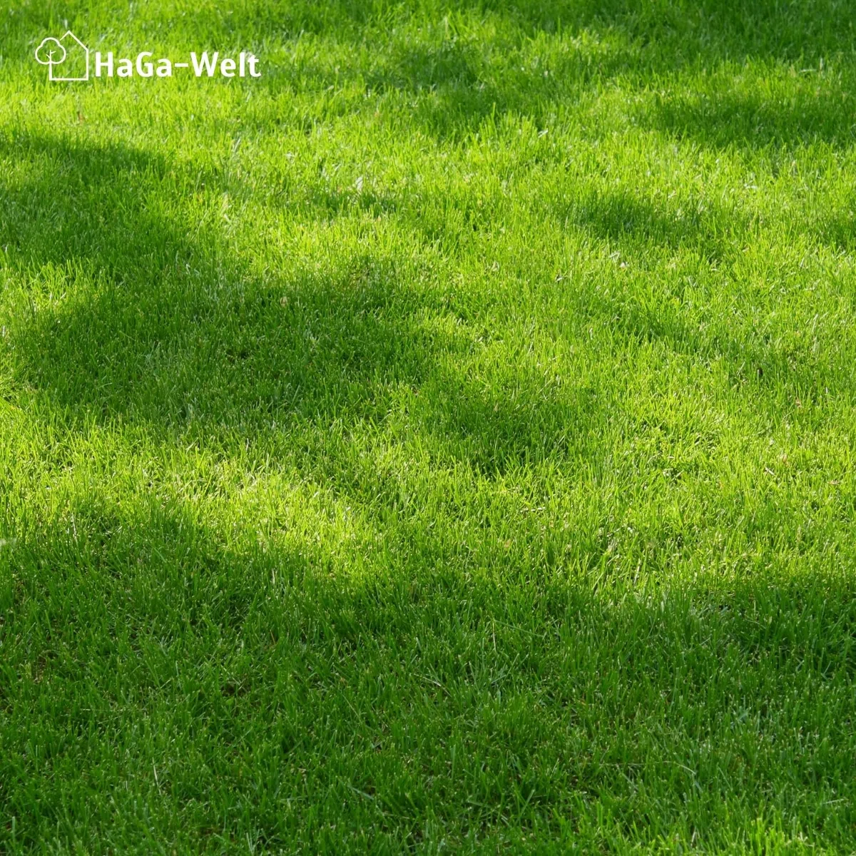 HaGa Mata trawnikowa 1 m x 25 m – biodegradowalna włóknina bawełniana – szybki wzrost z wbudowanymi nasionami trawnika – idealna do ogrodu i mocowania na zboczu – naturalny dywan trawnikowy z
