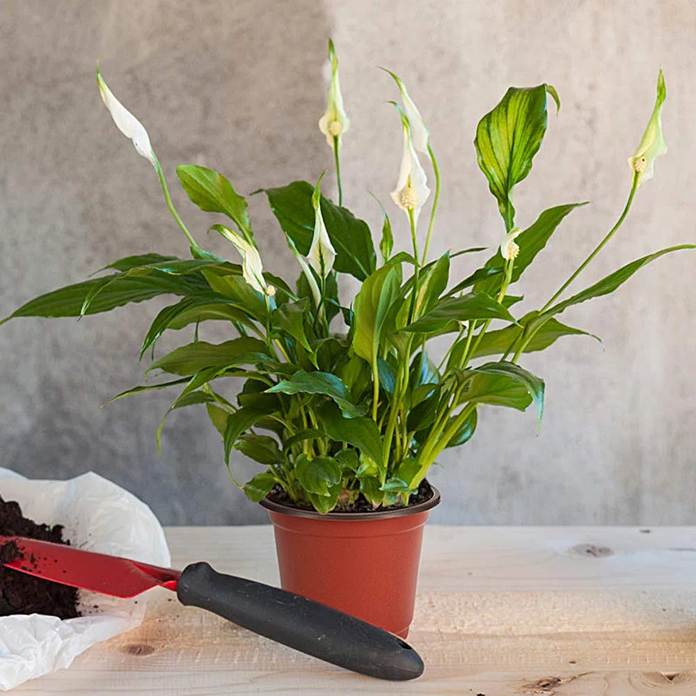JERIA 200 sztuk 10 cm plastikowe doniczki do szkółek na rośliny dostarczane są z 200 szt. etykietami roślin, pojemnik na sadzonki kwiatów i doniczki startowe na nasiona