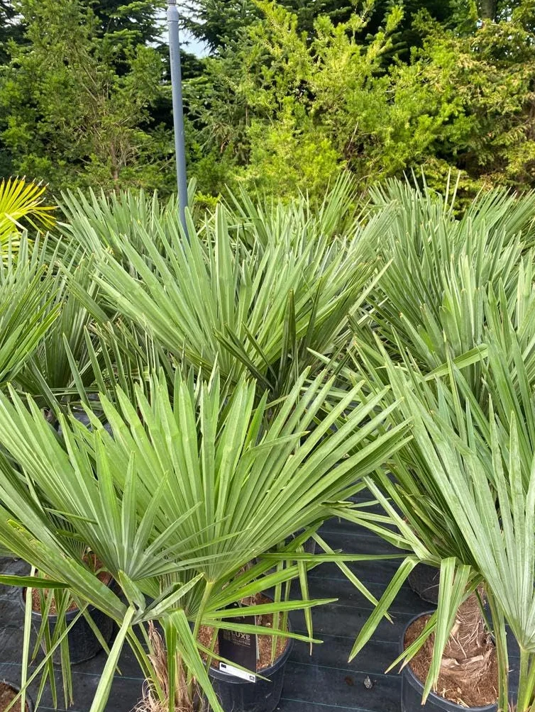 Trachycarpus Fortunei palma konopna do ogrodu zewnętrzna mrozoodporna roślina 140-160 cm wysokości