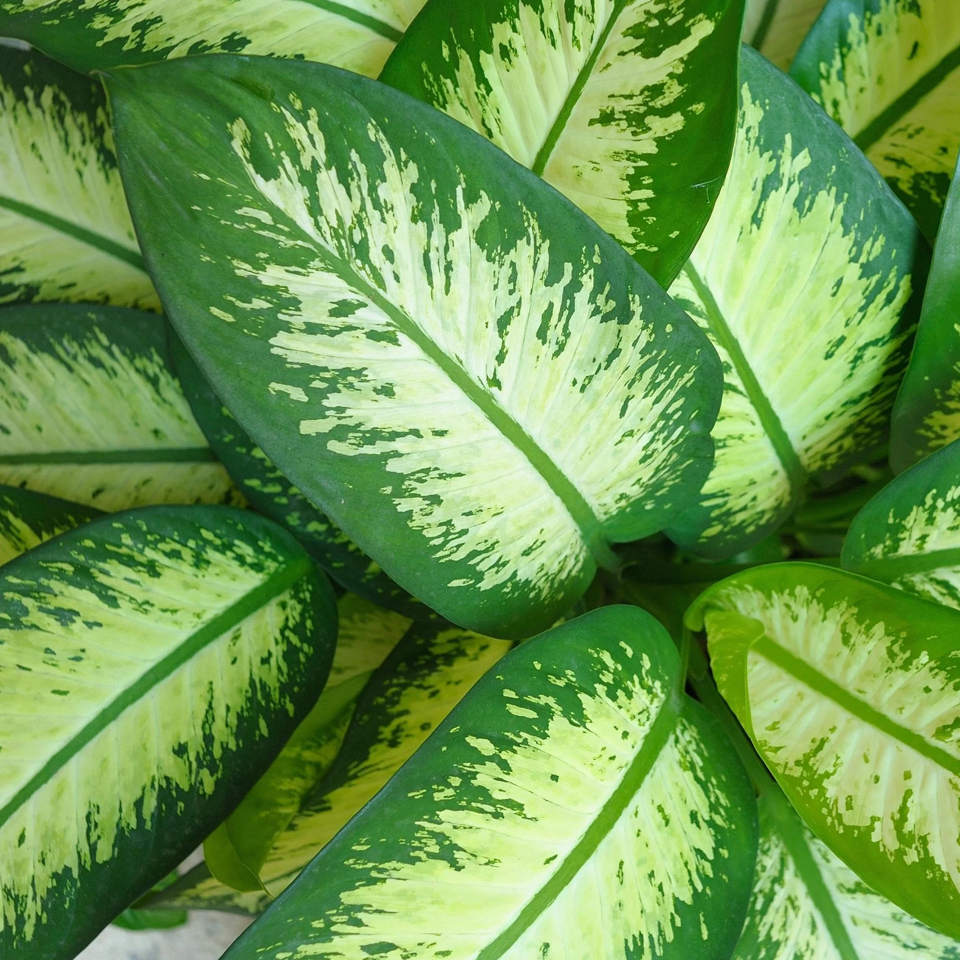 Dieffenbachia Tropic Snow roślina pokojowa z białą doniczką, Ø 21 cm, wysokość 90-100 cm, łatwa w pielęgnacji, duża zielona roślina z biało-zielonymi liśćmi, do salonu, biura, sypialni