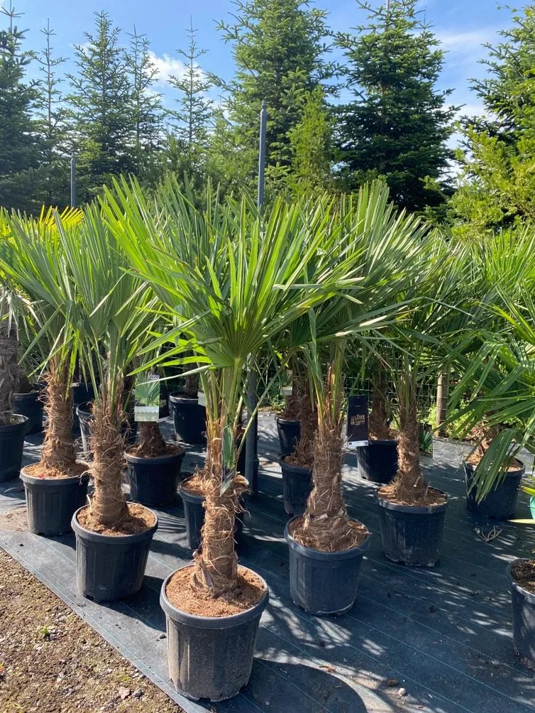 Trachycarpus Fortunei palma konopna do ogrodu zewnętrzna mrozoodporna roślina 140-160 cm wysokości