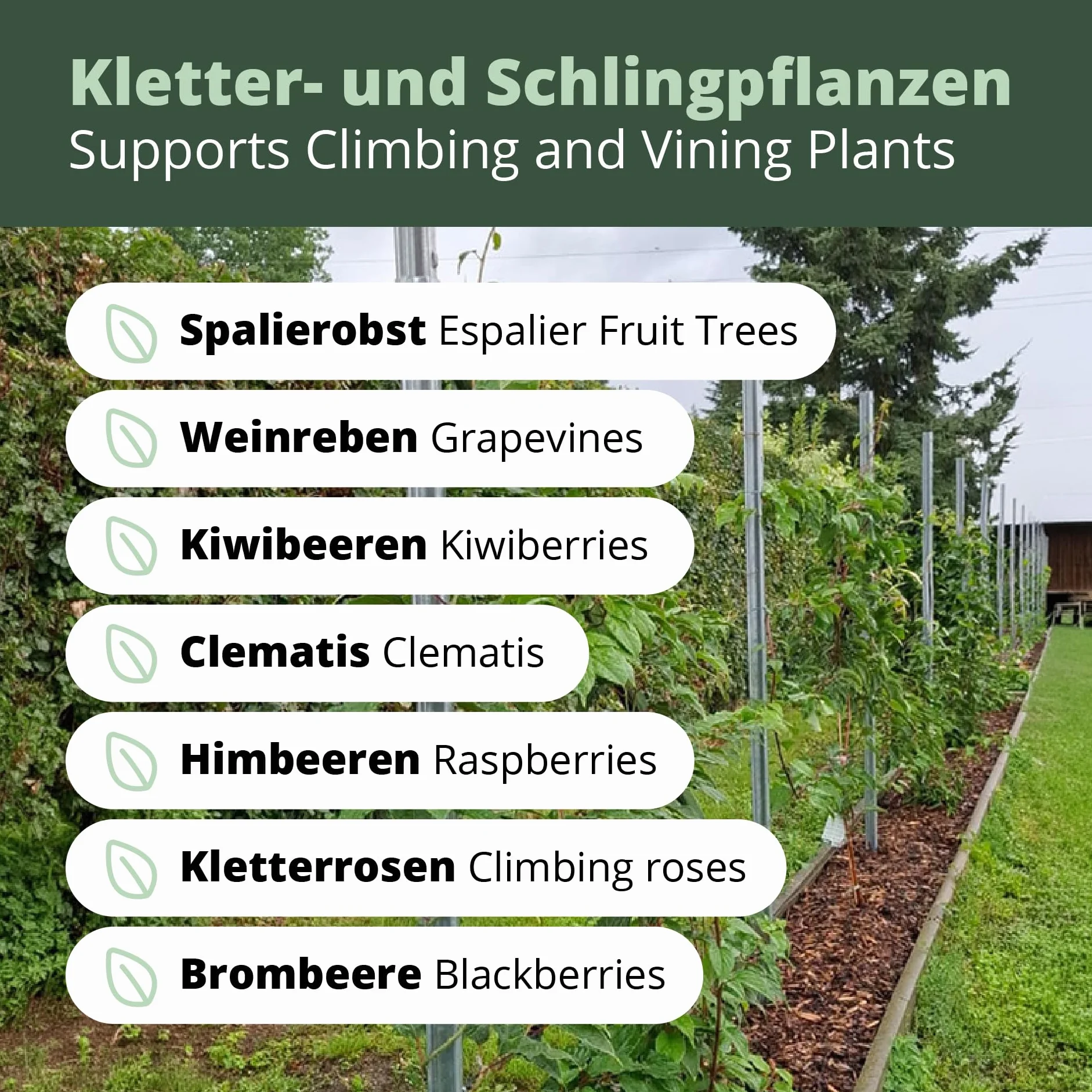 RANKI™ – podpora dla roślin pnących – pergola na standardowej plantacji do wina, kiwi, kiwi, róż, powojników, owoców pergolskich (2 pola (4 metry))