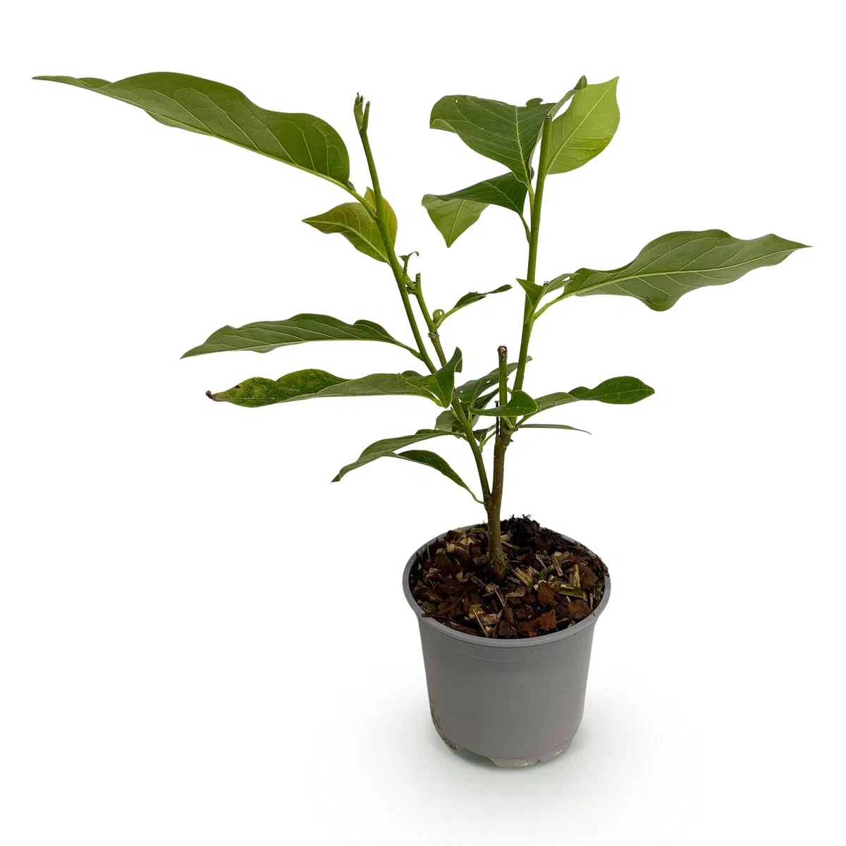 Magnolia Genie – 3 rośliny – 12 cm – wysokość ok. 30 cm – rzucająca liście magnolia z dużymi, fioletowymi kwiatami wiosennymi na grządki, balkon i taras – łatwa w pielęgnacji i dekoracyjna