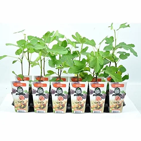 Figowiec "Brown Turkey" - Ficus carica, ok. 30 cm - średniowczesna odmiana, mrozoodporny, samopylny, idealny do ogrodu i balkonu