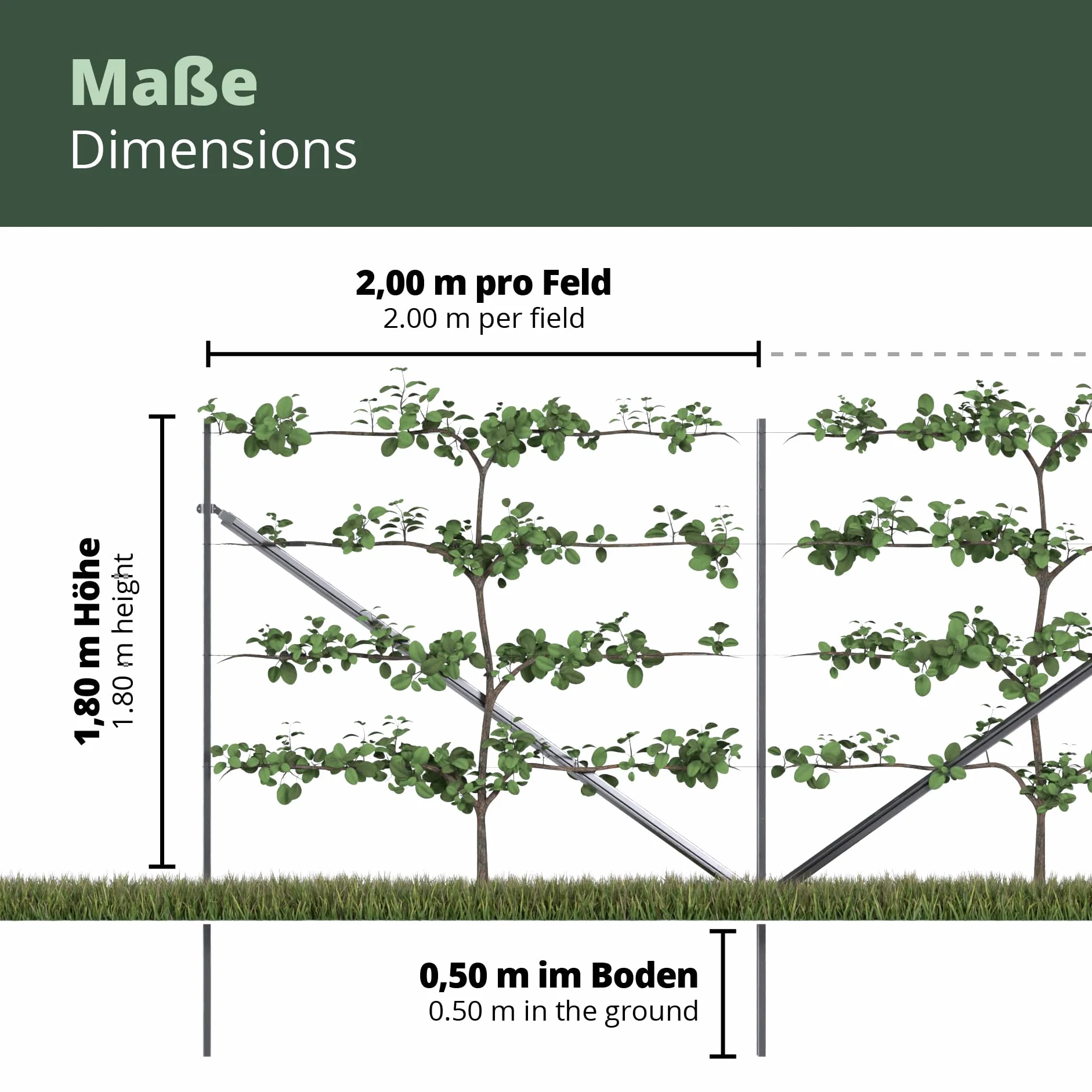 RANKI™ – podpora dla roślin pnących – pergola na standardowej plantacji do wina, kiwi, kiwi, róż, powojników, owoców pergolskich (2 pola (4 metry))
