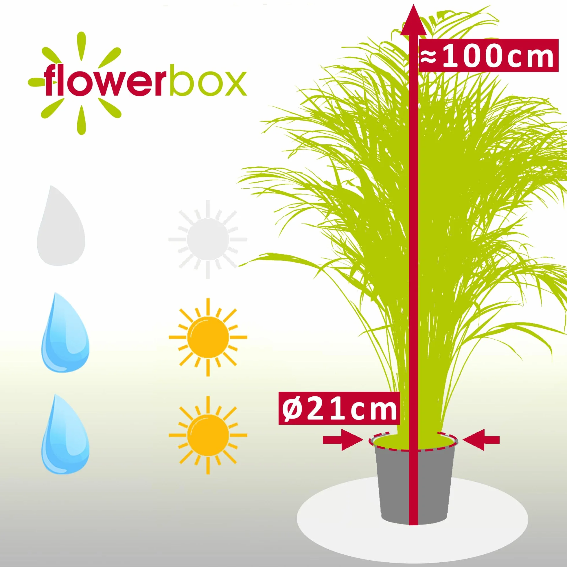 Palma Areka – łatwa w pielęgnacji roślina pokojowa, Areca Dypsis Lutescens, wysokość ok. 100 cm, średnica doniczki: 21 cm