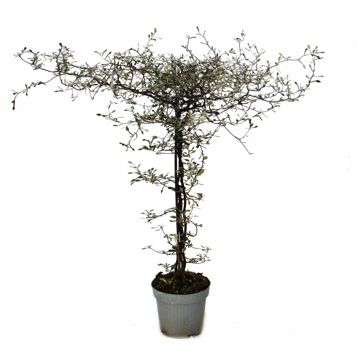 Exotenherz - Corokia cotoneaster - zygzakowaty krzew - drzewo sznurkowe