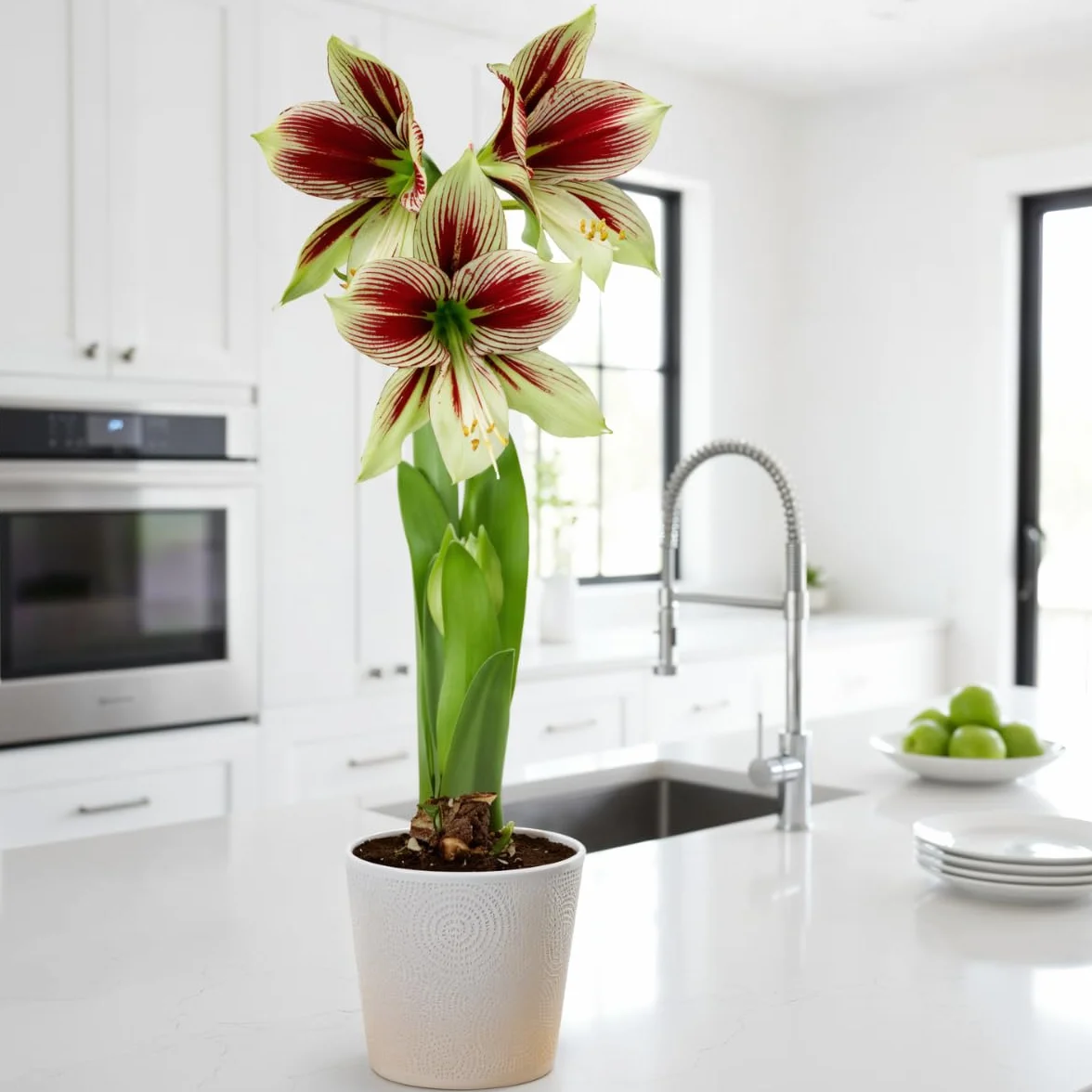 Amaryllis Papilio, 1 cebula w dużym formacie 20/22, ekskluzywne cebule kwiatowe, rośliny i kwiaty z Holandii, prawdziwe hippeastrum (bez nasion, nie w wosku i nie sztuczne)
