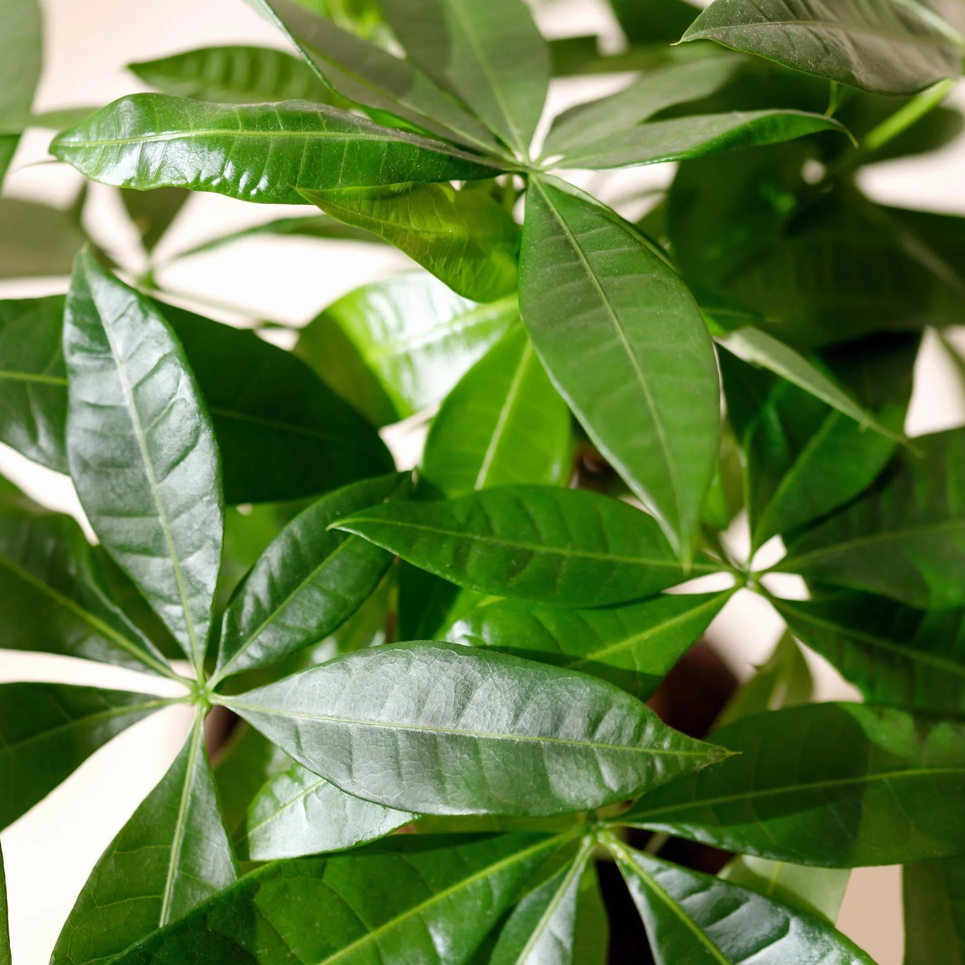 Pachira Aquatica z plecionym pniem – 80-90 cm – 21 cm – w zestawie kosz – łatwe w pielęgnacji drzewko na pieniądze – oczyszczająca powietrze roślina zielona