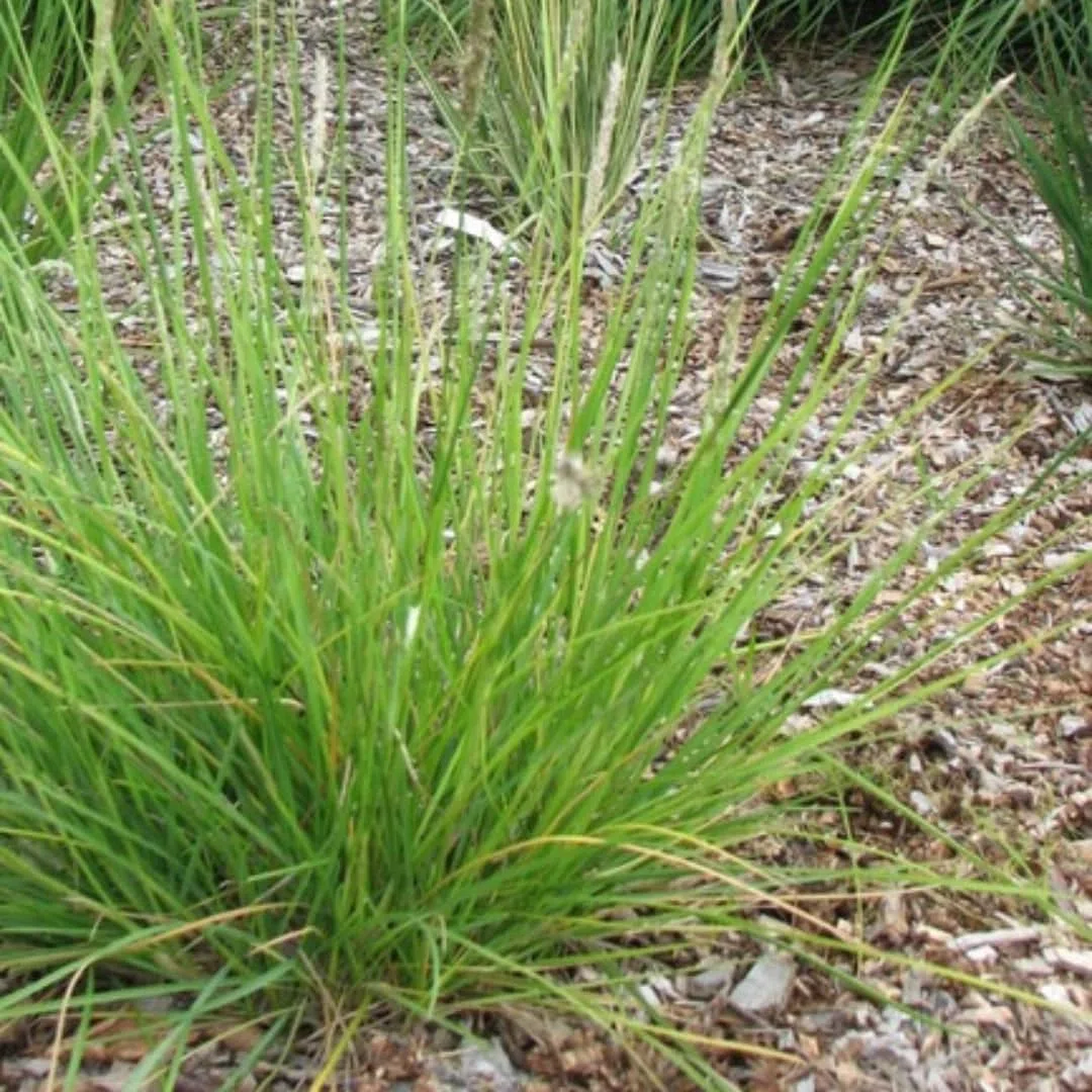 Sesleria autumnalis – 24 rośliny, Ø 9 cm, wysokość 10-25 cm, mrozoodporna trawa ozdobna, złotobrązowa jesienna kolorystyka, łatwa w pielęgnacji, do grządek, ogrodu skalnego i ogrodu naturalnego