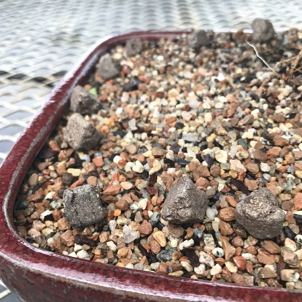 Biogold nawóz organiczny do bonsai 5 Kg.
