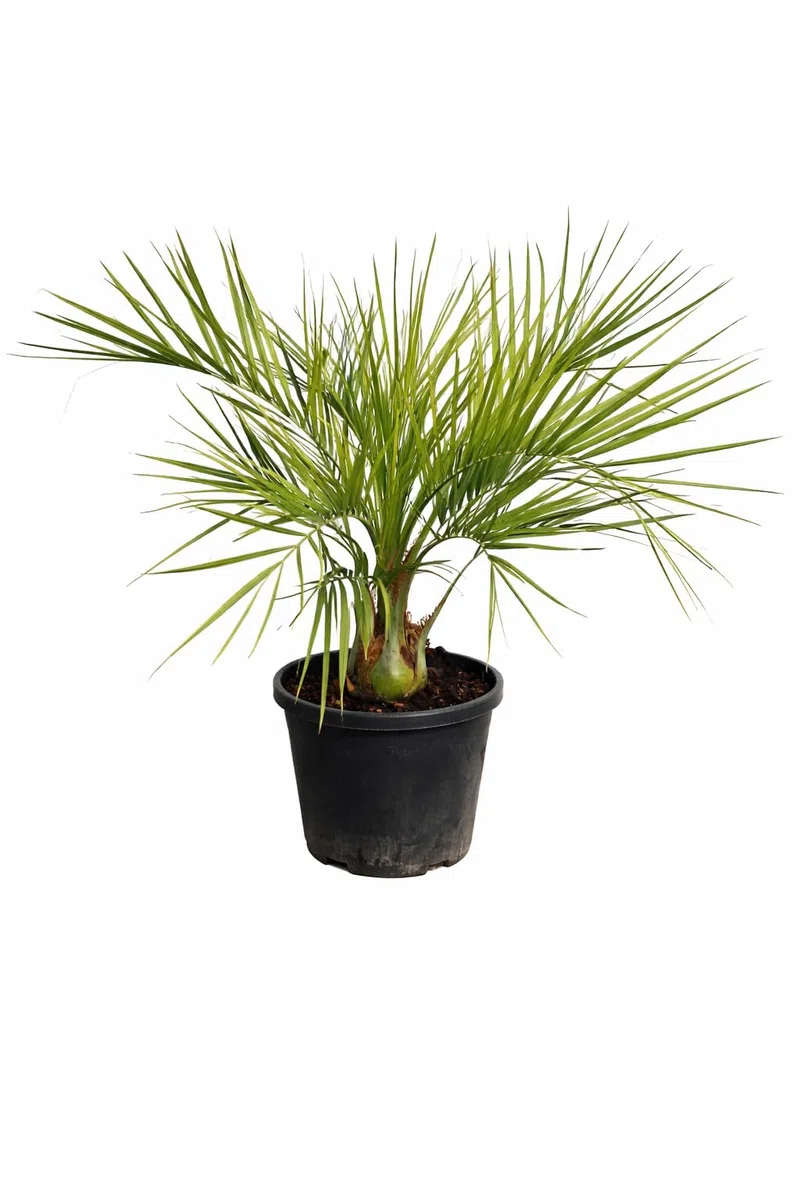 Zwykła palma galaretkowa 100-120 cm – Butia capitata – mrozoodporna palma do ogrodu i na taras – dekoracyjna roślina doniczkowa o egzotycznym charakterze