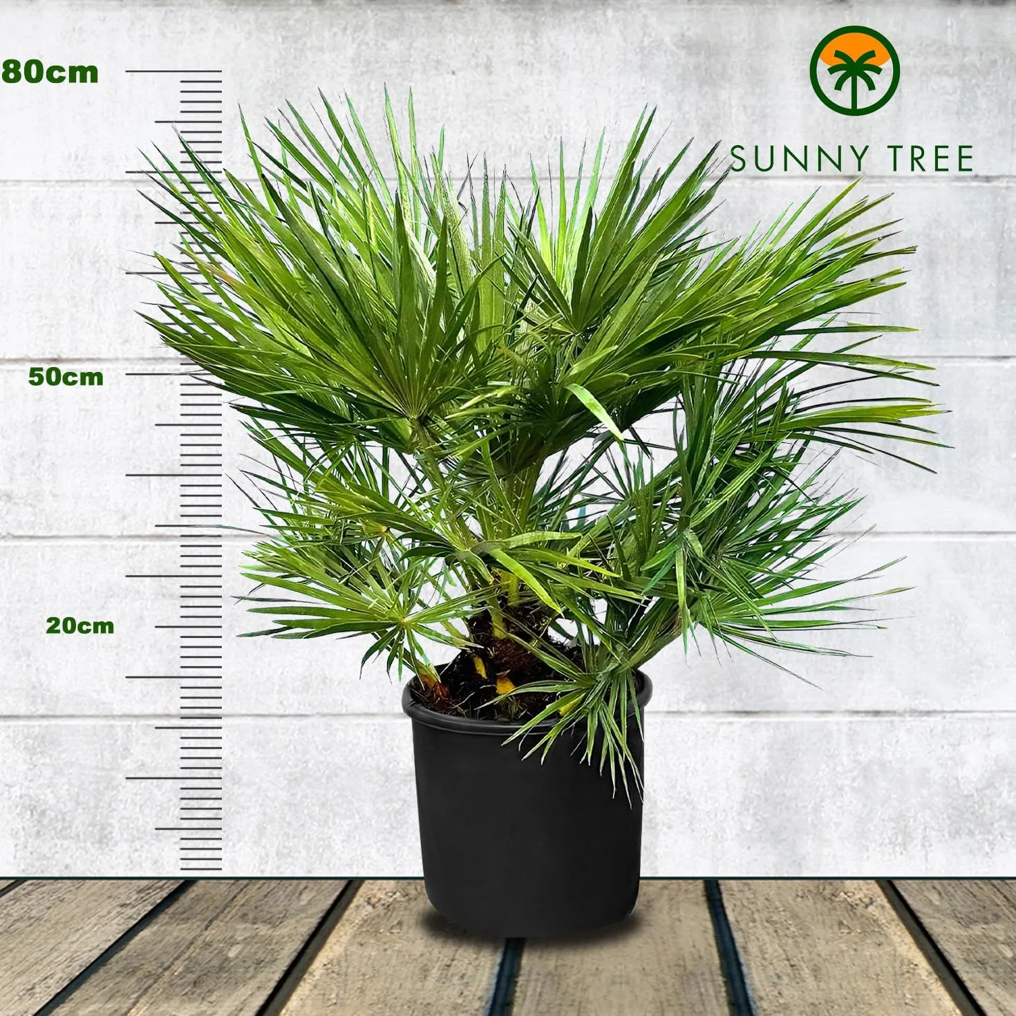 Chamaerops Humilis - Europejska Palma Karłowata 80 cm - Mrozoodporna Roślina Doniczkowa z Regionu Śródziemnomorskiego