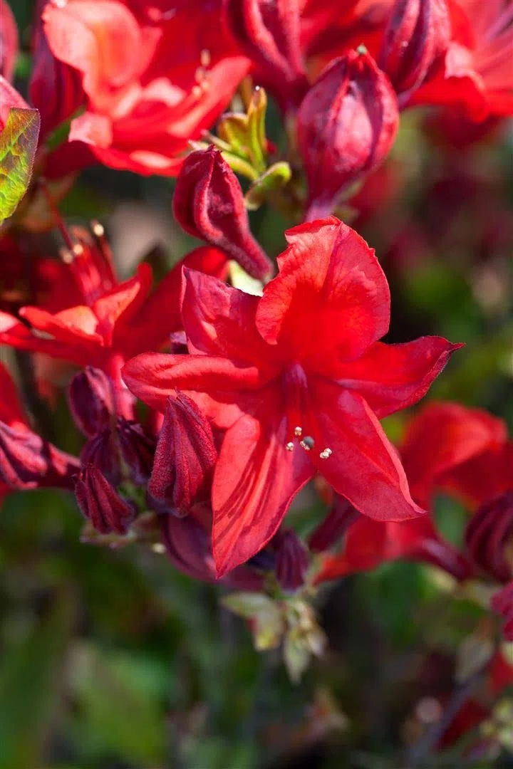 Azalia Rhododendron luteum Royal Command 60 cm pień mrozoodporny | Jasnożółty kwiat, pachnący, łatwy w pielęgnacji, idealny jako pasjans, przyciąga wzrok w grządce, wytrzymały, trwały