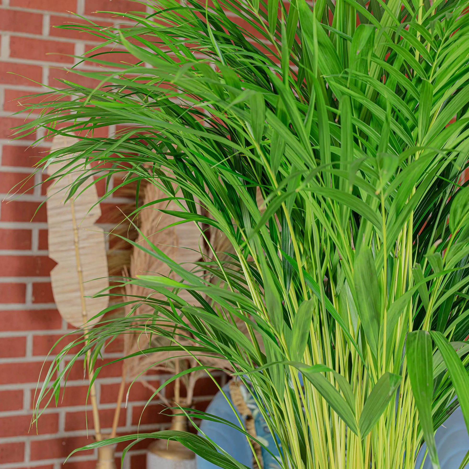 Palma Areka – łatwa w pielęgnacji roślina pokojowa, Areca Dypsis Lutescens, wysokość ok. 100 cm, średnica doniczki: 21 cm