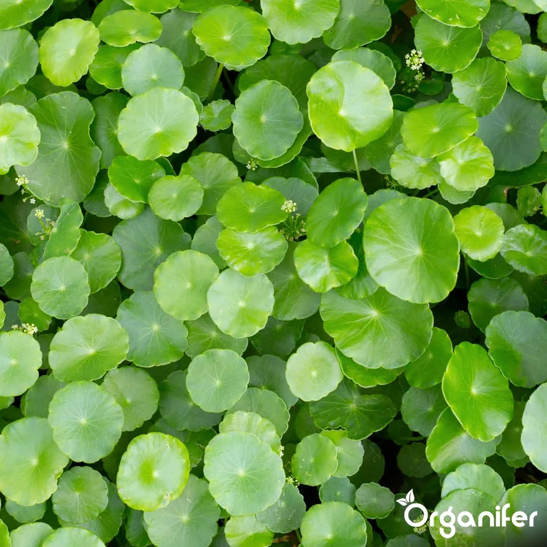 Pilea Uniwersalny Nawóz Organiczny - 4x1L - NPK 3-4-3 | Zdrowe Liście - Silne Korzenie I Wysoka Plonność - Organifer