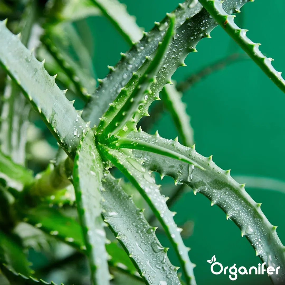 Aloe Vera Płynny Nawóz - 4x1L - NPK 2-1-8 | Nawóz Płynny Dla Silnych Liści I Zdrowych Sukulentów - Wspomaga Rozwój Korzeni I Witalność - Organifer
