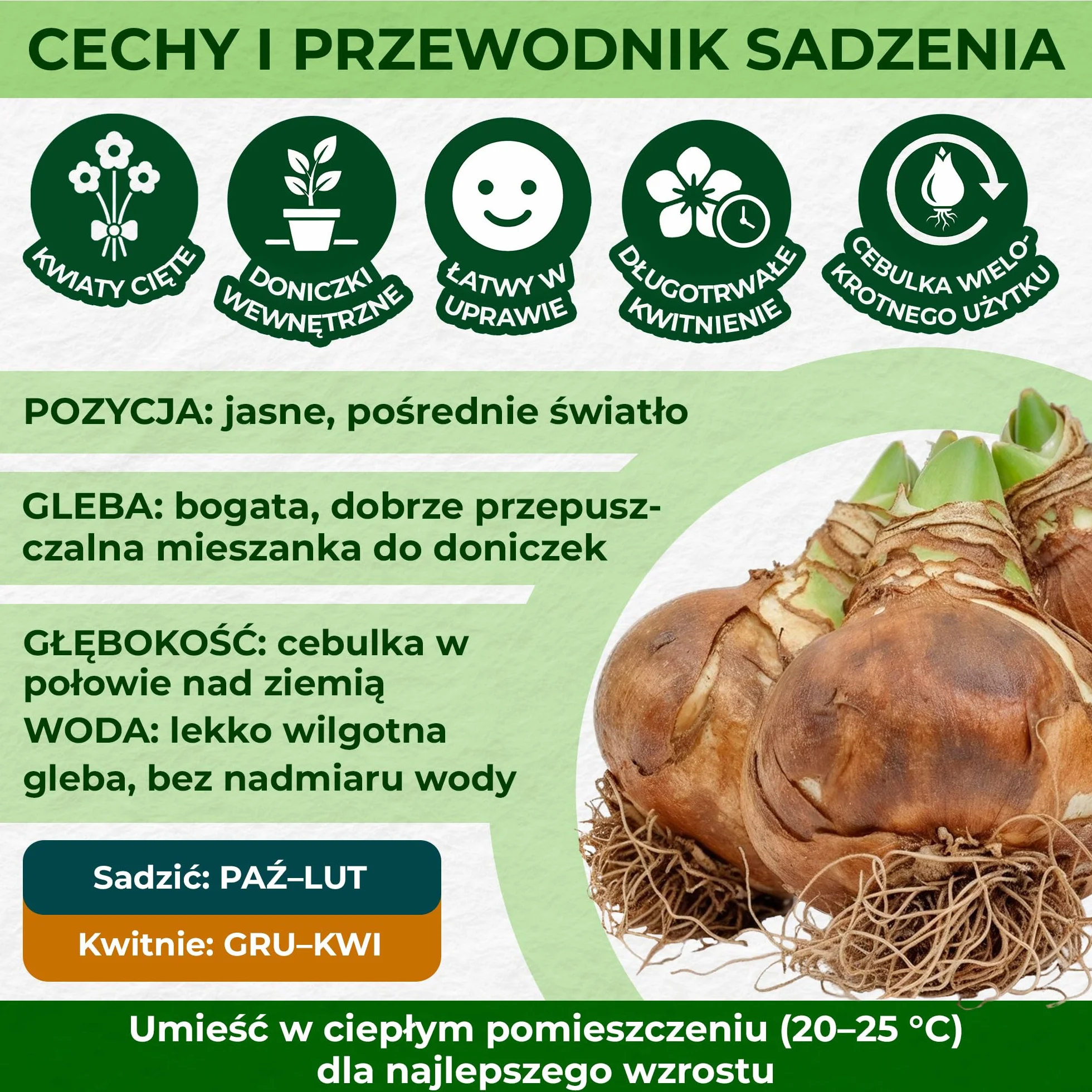 Amaryllis Papilio, 1 cebula w dużym formacie 20/22, ekskluzywne cebule kwiatowe, rośliny i kwiaty z Holandii, prawdziwe hippeastrum (bez nasion, nie w wosku i nie sztuczne)