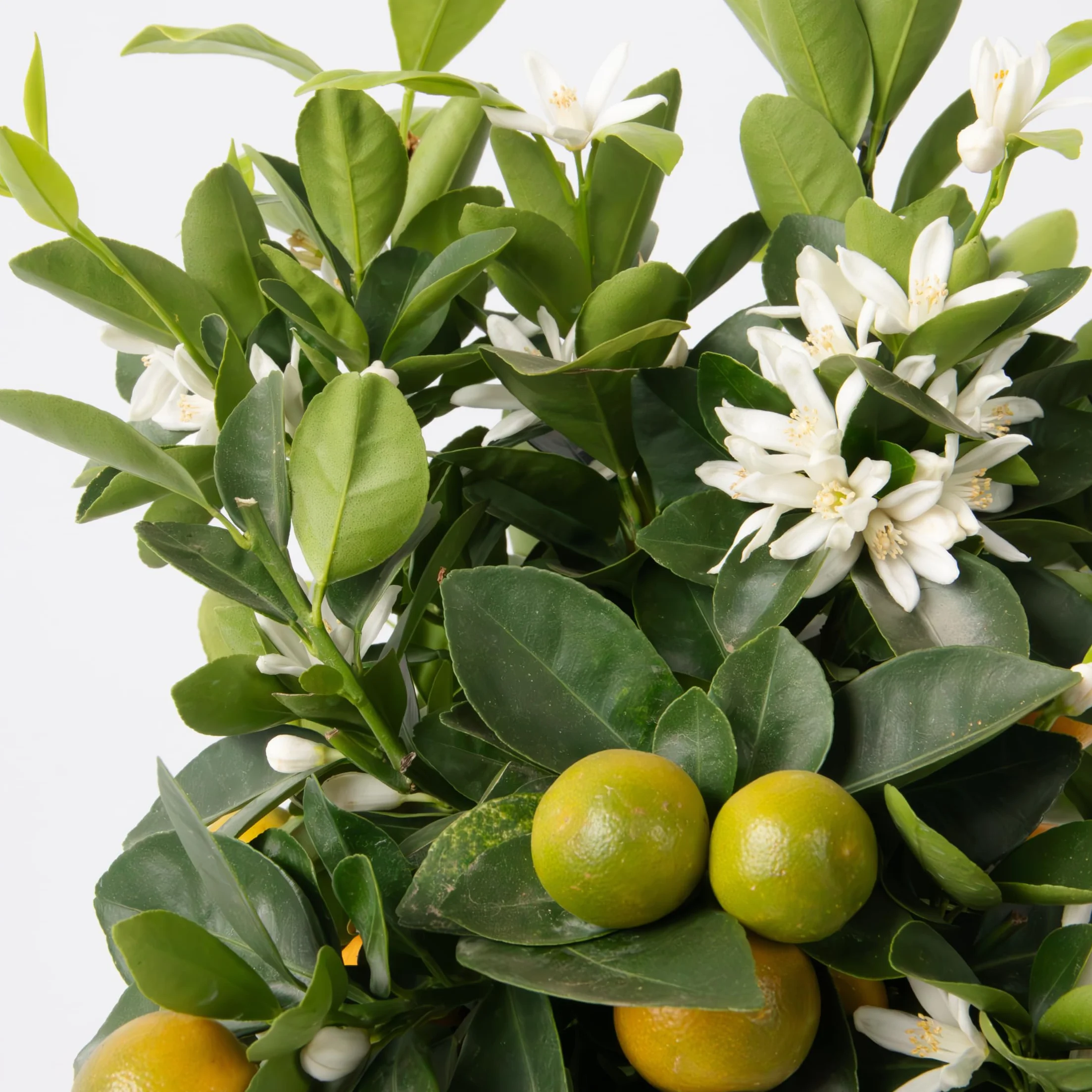 Plant in a Box - Citrus Calamondin - Kalamondyna - Drzewko cytrusowe - Doniczka 19cm - Wysokość 55-65cm