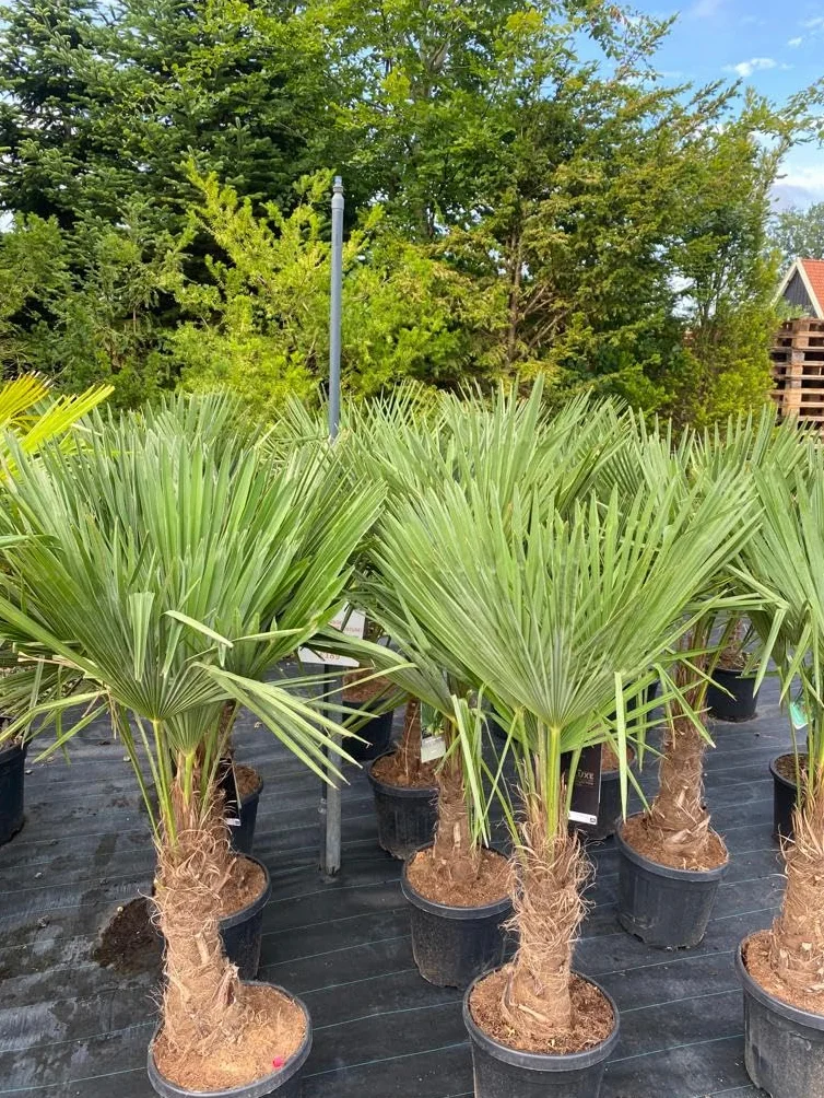 Trachycarpus Fortunei palma konopna do ogrodu zewnętrzna mrozoodporna roślina 140-160 cm wysokości