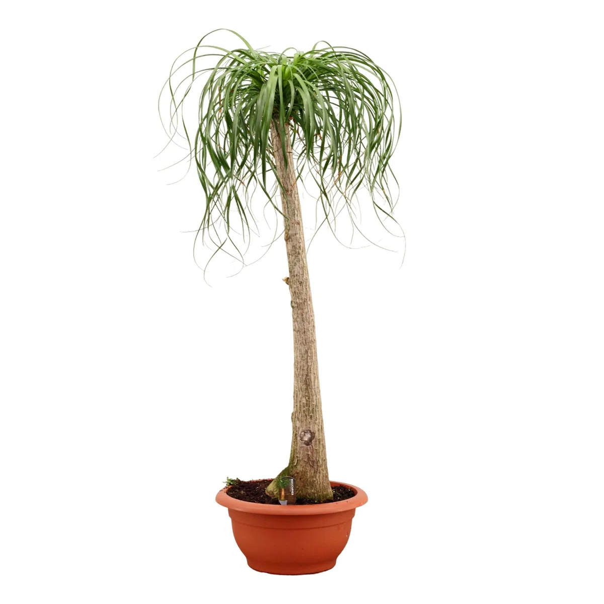 Stopa słonia 160-200 cm (Beaucarnea recurvata) – drzewko butelkowe, roślina pokojowa, łatwa w pielęgnacji, trwała, oczyszczająca powietrze, idealna do salonu i biura, dekoracyjna palma wodna w