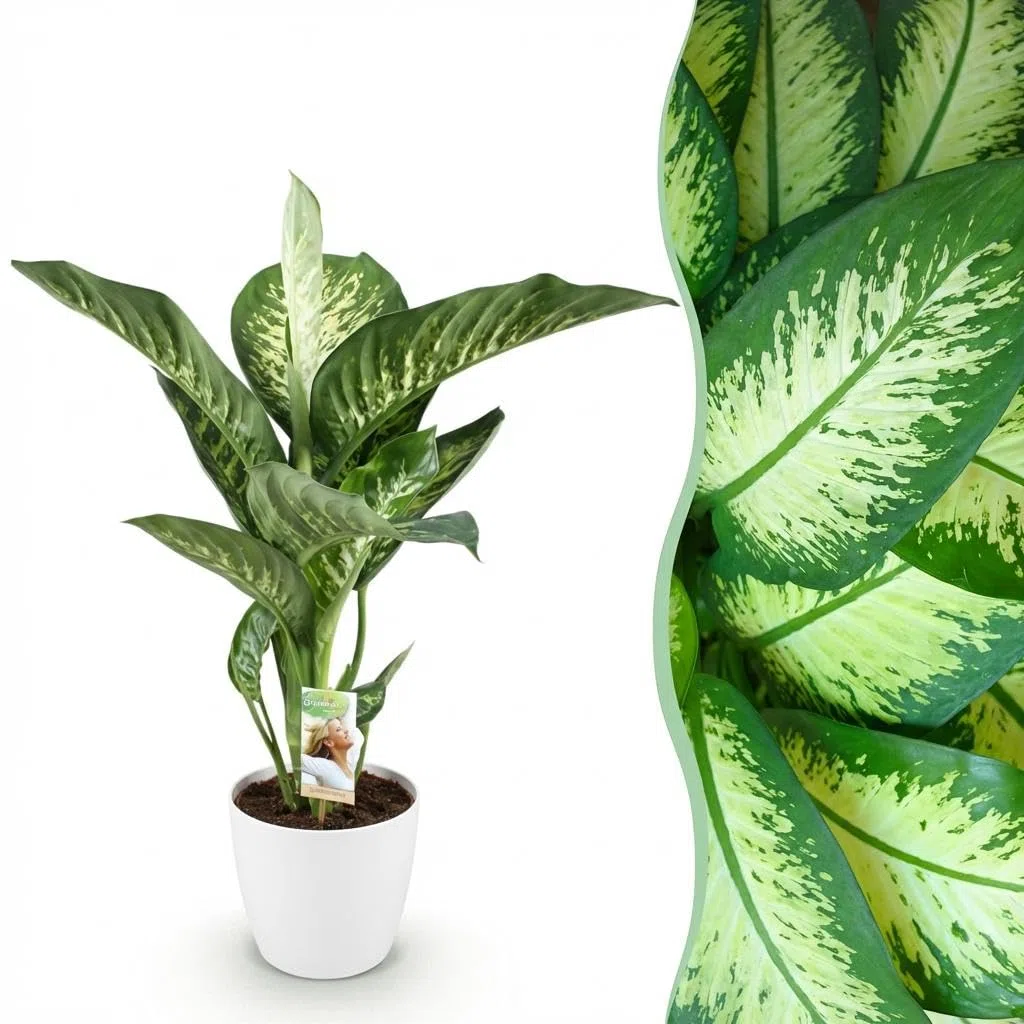 Dieffenbachia Tropic Snow roślina pokojowa z białą doniczką, Ø 21 cm, wysokość 90-100 cm, łatwa w pielęgnacji, duża zielona roślina z biało-zielonymi liśćmi, do salonu, biura, sypialni