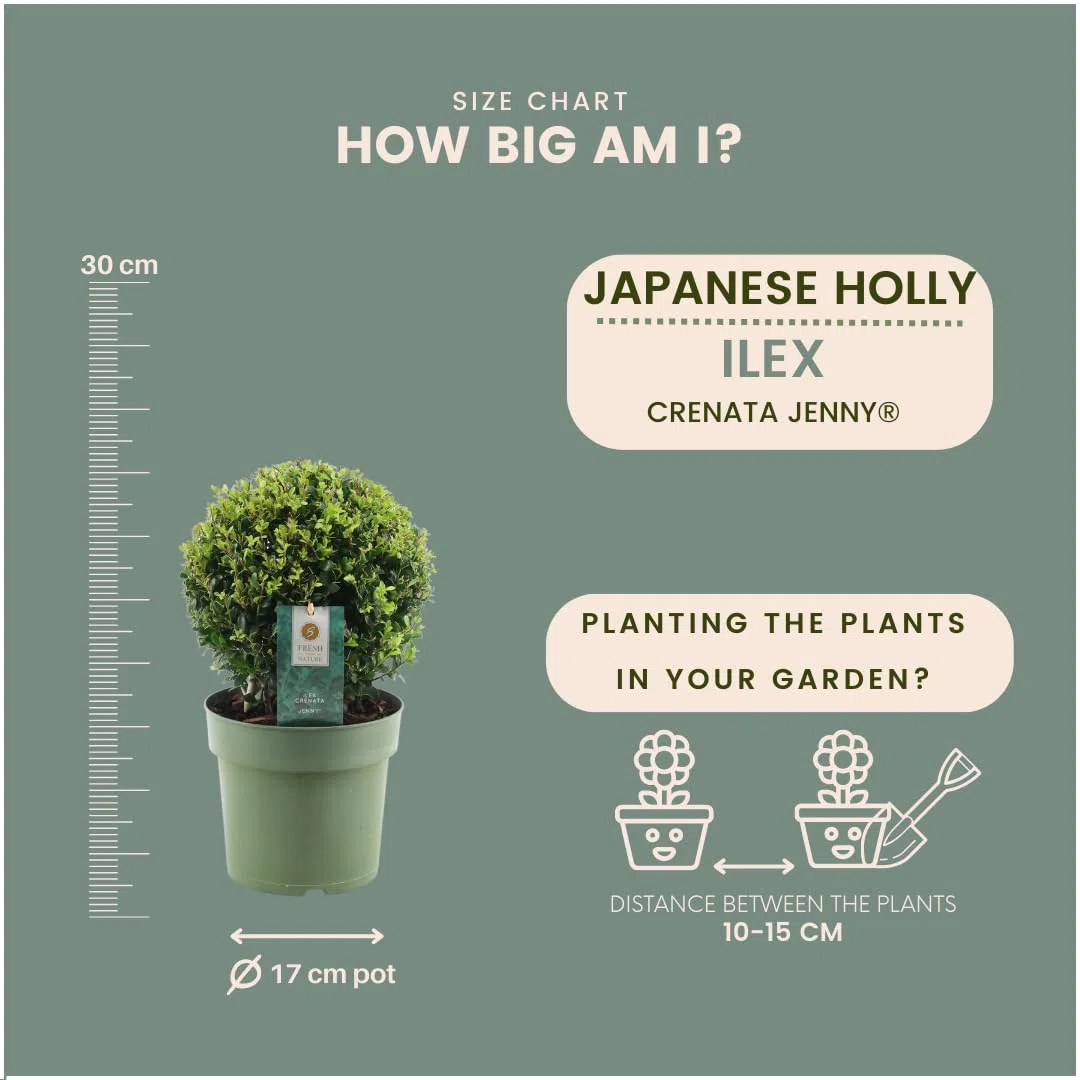 Plants by Frank prawdziwa roślina holistyczna w kształcie kulistej | 2 x Ilex crenata "Jenny" żarówka w koszu wiklinowym, zestaw 2 sztuk, średnica 20 cm, zamiennik bukszpanu, Ilex | rośliny ogrodowe |