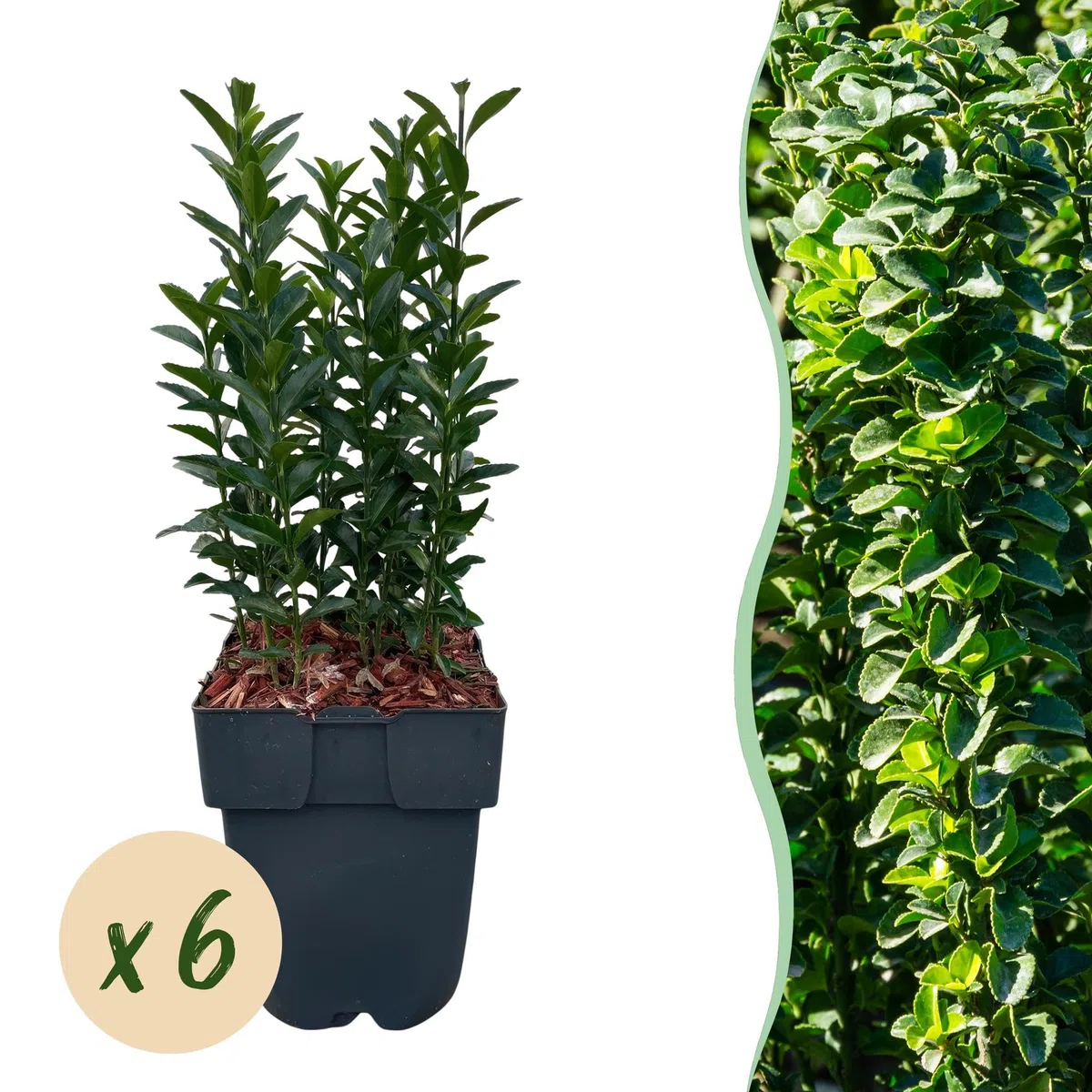 Japoński krzew wrzeciona Euonymus japonicus Green Spire – roślina żywopłotowa – zielony liść, 6 roślin, 1 m, zimozielony, 17 cm, wysokość 40 cm, łatwa w pielęgnacji i odporna na słońce