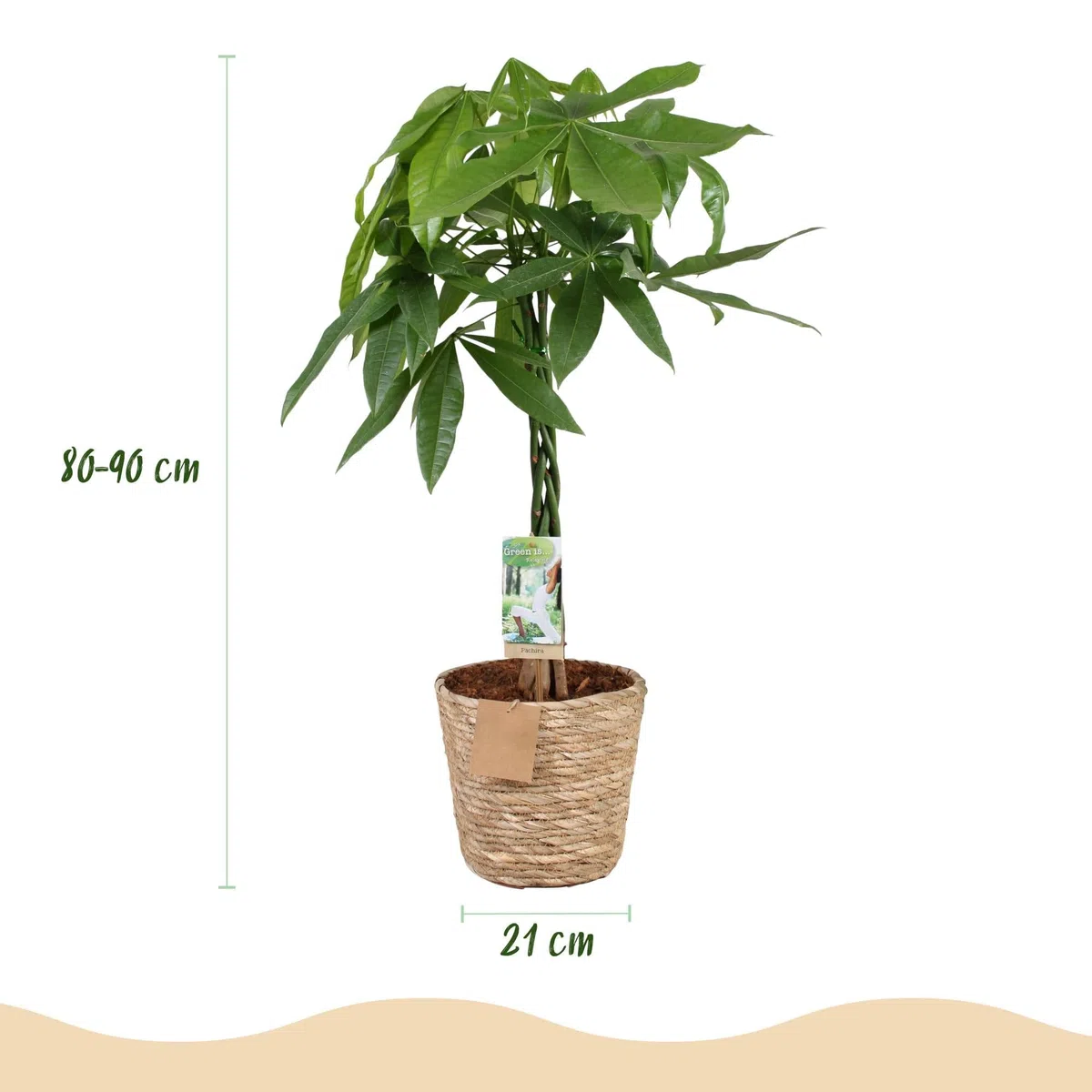 Pachira Aquatica z plecionym pniem – 80-90 cm – 21 cm – w zestawie kosz – łatwe w pielęgnacji drzewko na pieniądze – oczyszczająca powietrze roślina zielona