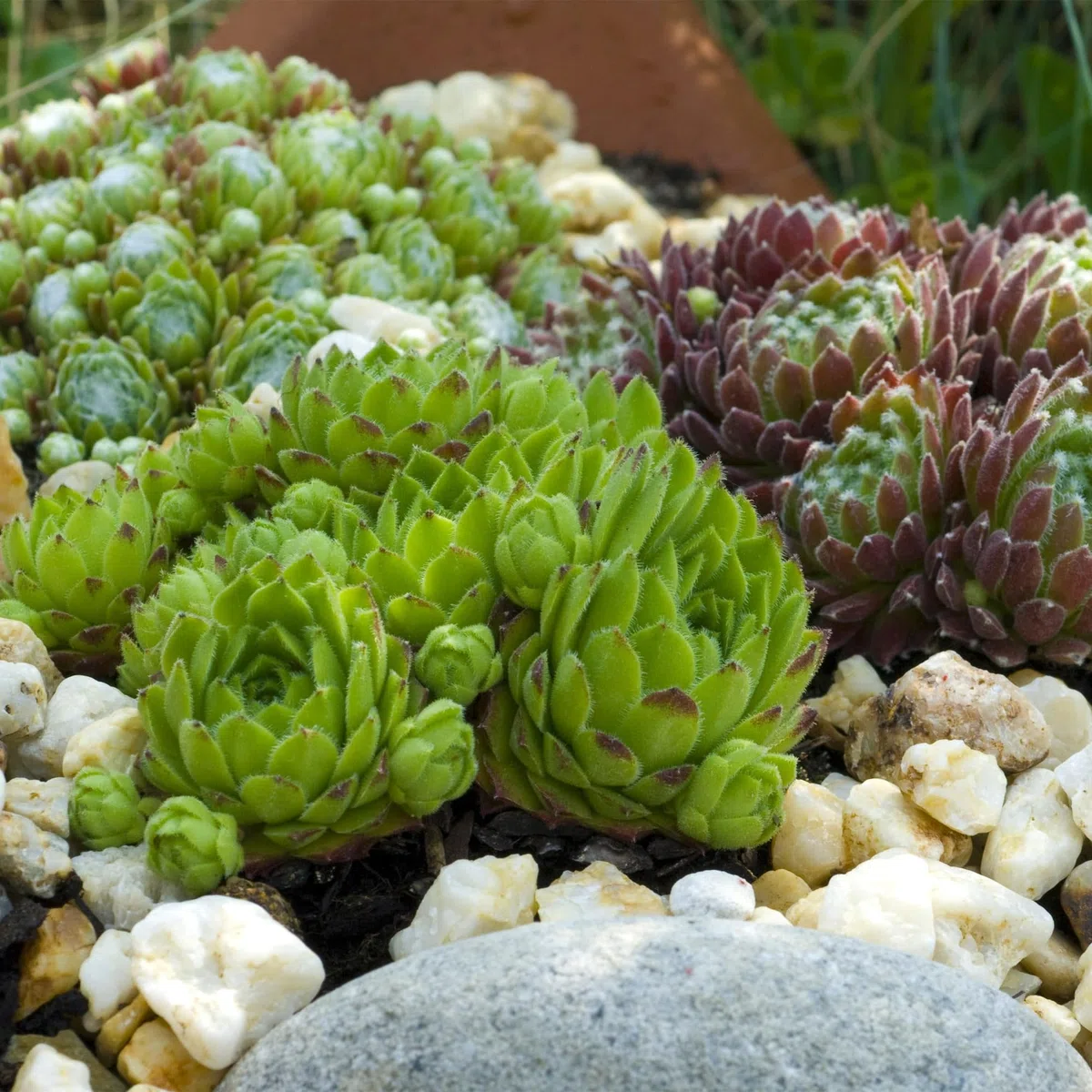 Roślina okrywowa Sempervivum Big Sam – 4 rośliny – mrozoodporna – różne kolory – łatwy w pielęgnacji korzeń domowy do grządek, ogrodów skalnych, balkonów i tarasów – Ø 14 cm, wys. 17 cm