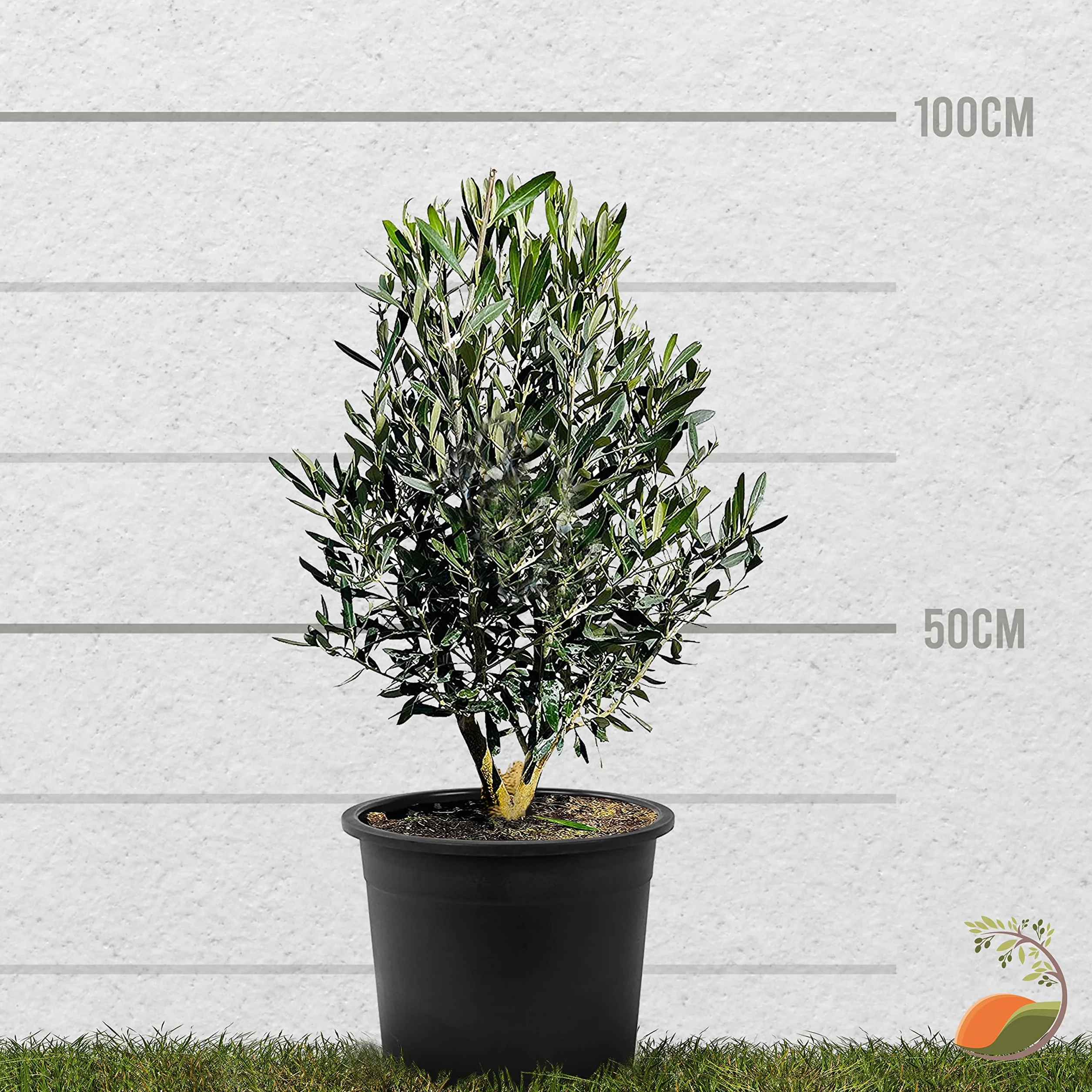 Olea Europaea wysoka łodyga oliwka prawdziwy krzew z jadalnymi oliwkami