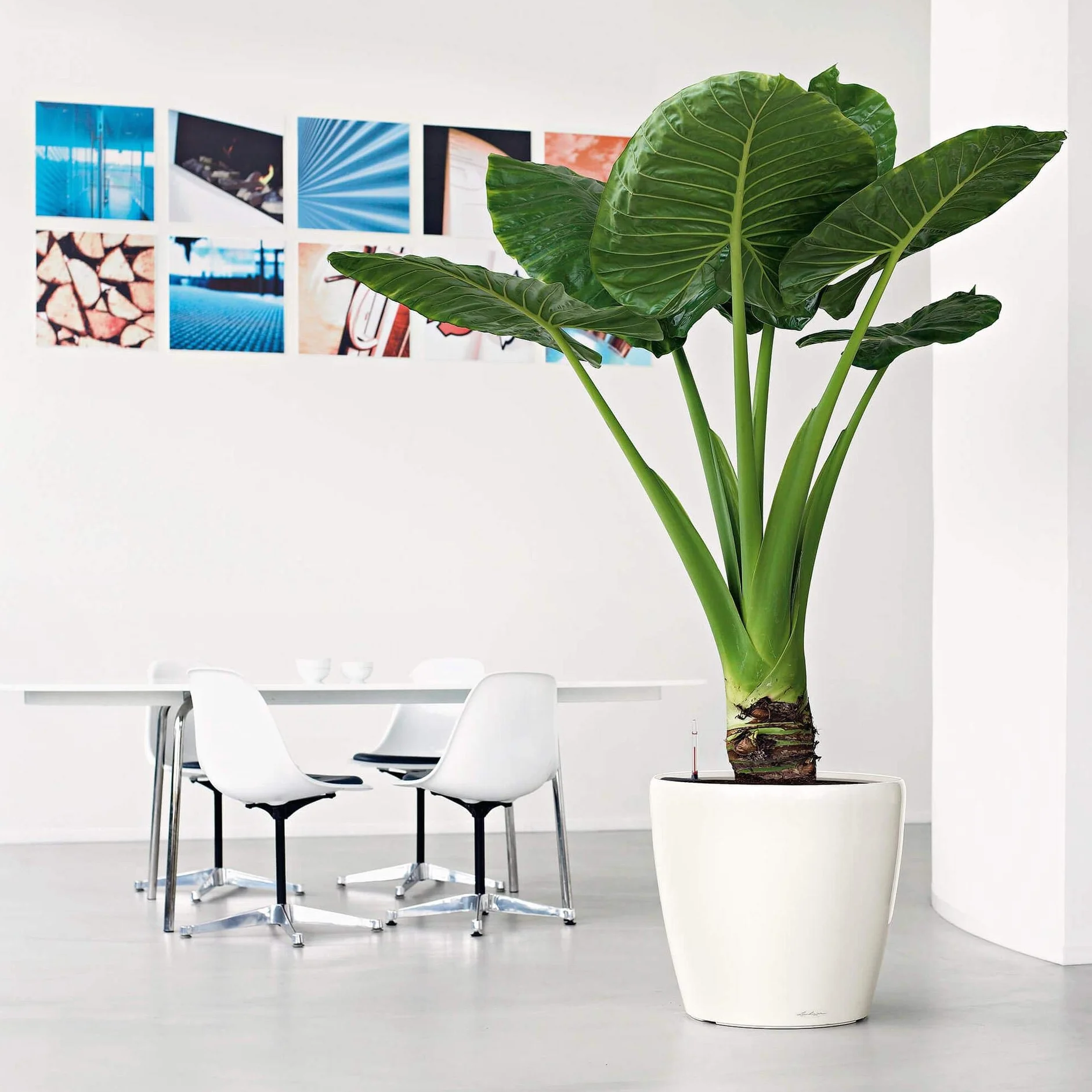 Lechuza Classico Premium Ls 50 Donica Antracytowy 50x50x47 cm