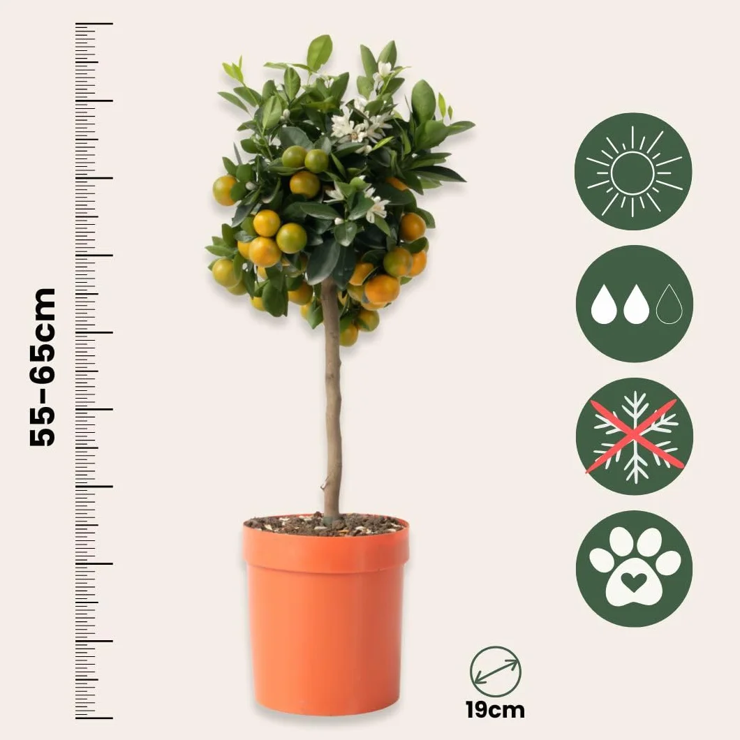 Plant in a Box - Citrus Calamondin - Kalamondyna - Drzewko cytrusowe - Doniczka 19cm - Wysokość 55-65cm