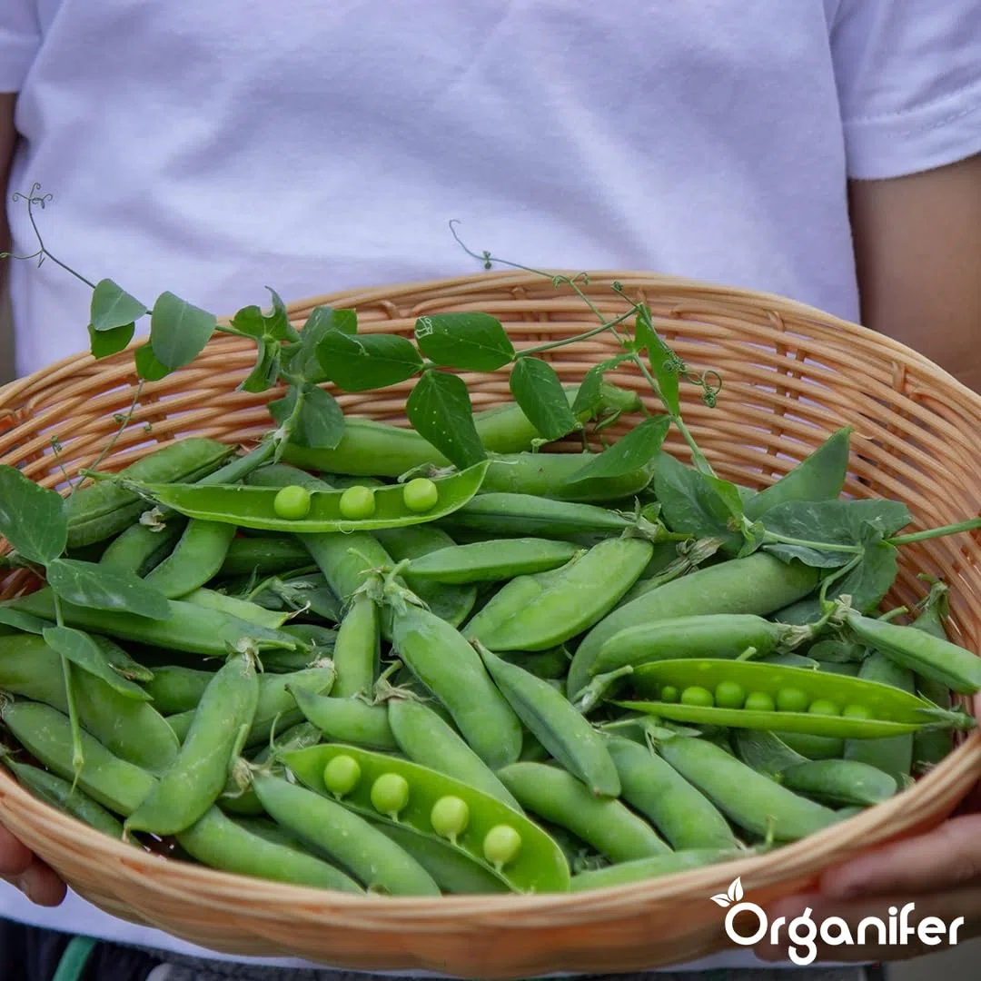 Nasiona Warzyw Balkonowych I Doniczkowych | 13 Odmian - Szybko Rosnące - Bez Chemikaliów - Rośliny Do Małych Mieszkań - Opakowania Warzyw - Organifer