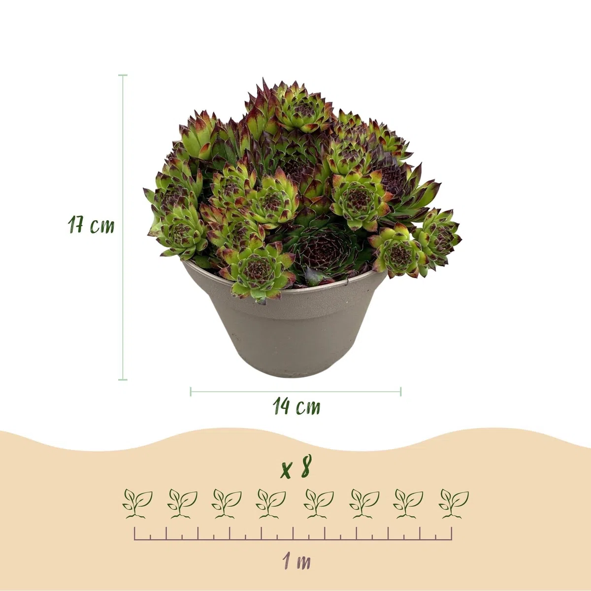 Roślina okrywowa Sempervivum Big Sam – 4 rośliny – mrozoodporna – różne kolory – łatwy w pielęgnacji korzeń domowy do grządek, ogrodów skalnych, balkonów i tarasów – Ø 14 cm, wys. 17 cm