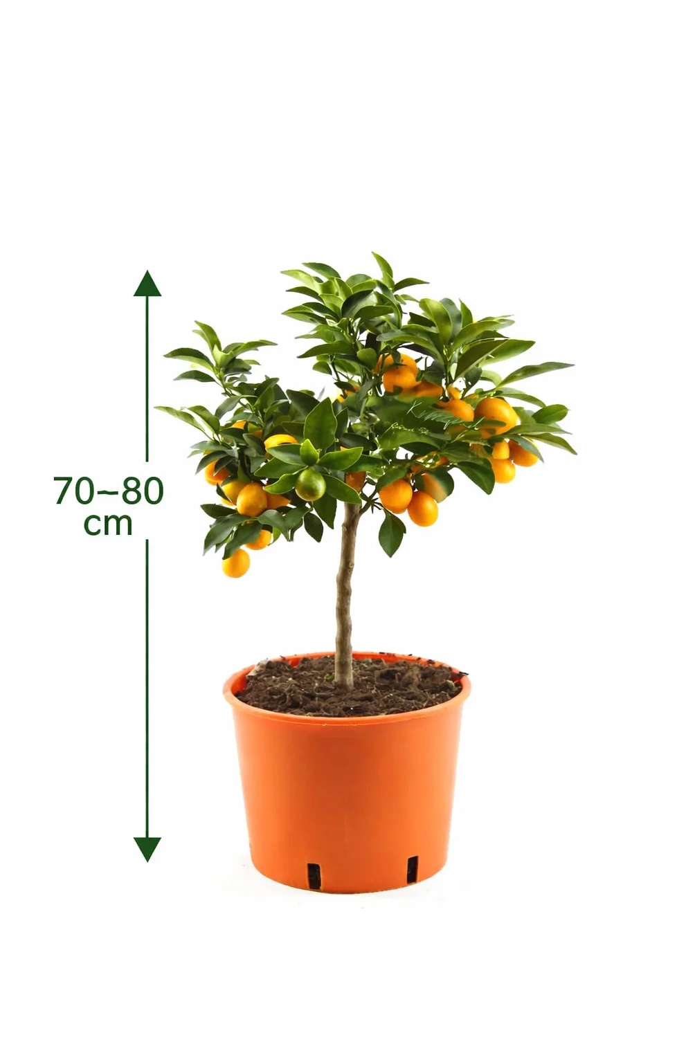 Kumquat Fortunella margarita cytrusowy 80 cm roślina cytrusowa