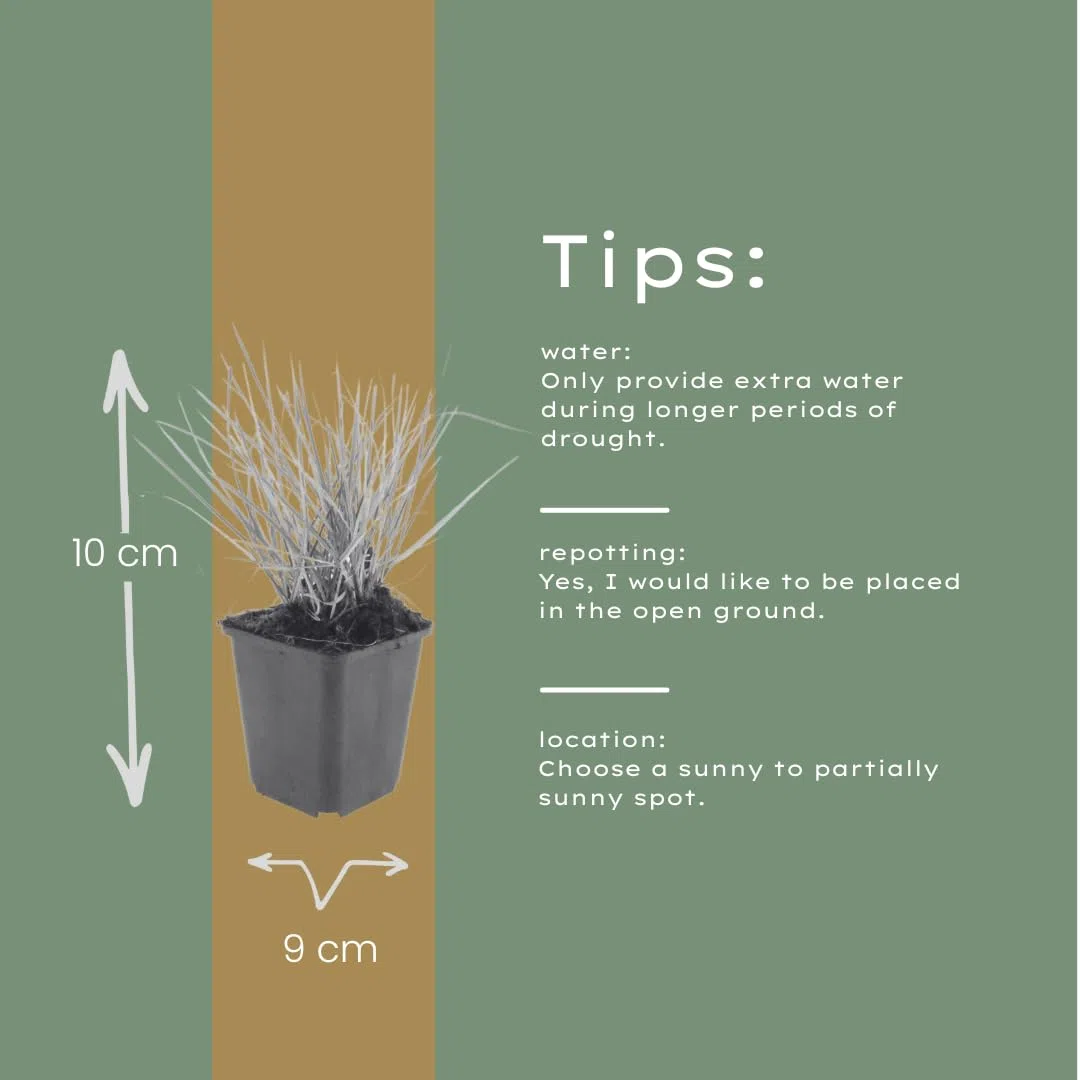 Sesleria autumnalis – 24 rośliny, Ø 9 cm, wysokość 10-25 cm, mrozoodporna trawa ozdobna, złotobrązowa jesienna kolorystyka, łatwa w pielęgnacji, do grządek, ogrodu skalnego i ogrodu naturalnego
