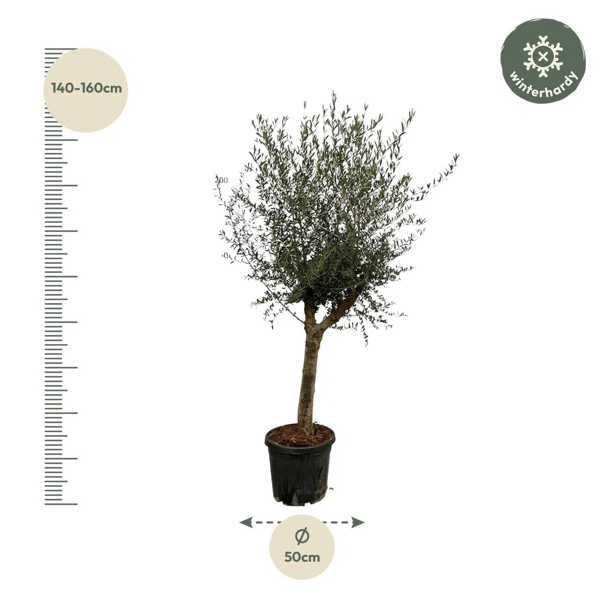 Drzewo oliwne Olea Lorc – ok. 200 cm wysokości – Ø 45 cm – śródziemnomorska roślina pokojowa i ogrodowa – wiecznie zielona i łatwa w pielęgnacji – do słonecznych miejsc