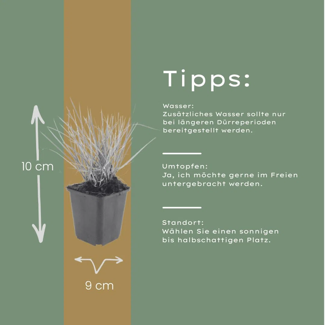 Sesleria autumnalis – 24 rośliny, Ø 9 cm, wysokość 10-25 cm, mrozoodporna trawa ozdobna, złotobrązowa jesienna kolorystyka, łatwa w pielęgnacji, do grządek, ogrodu skalnego i ogrodu naturalnego