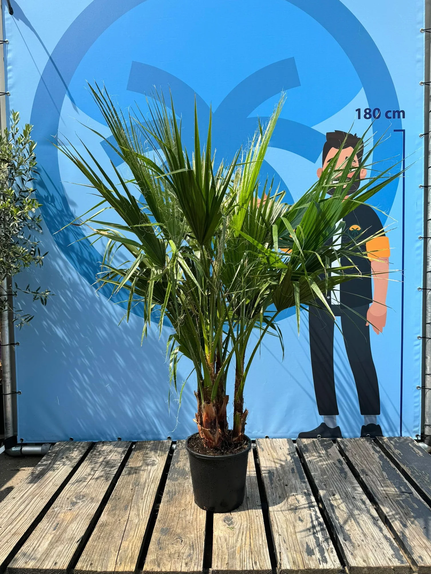 Sunny Tree - Palma - Washingtonia Robusta - multi-pień - 140-160 cm wraz z doniczką - meksykańska palma wachlarzowa