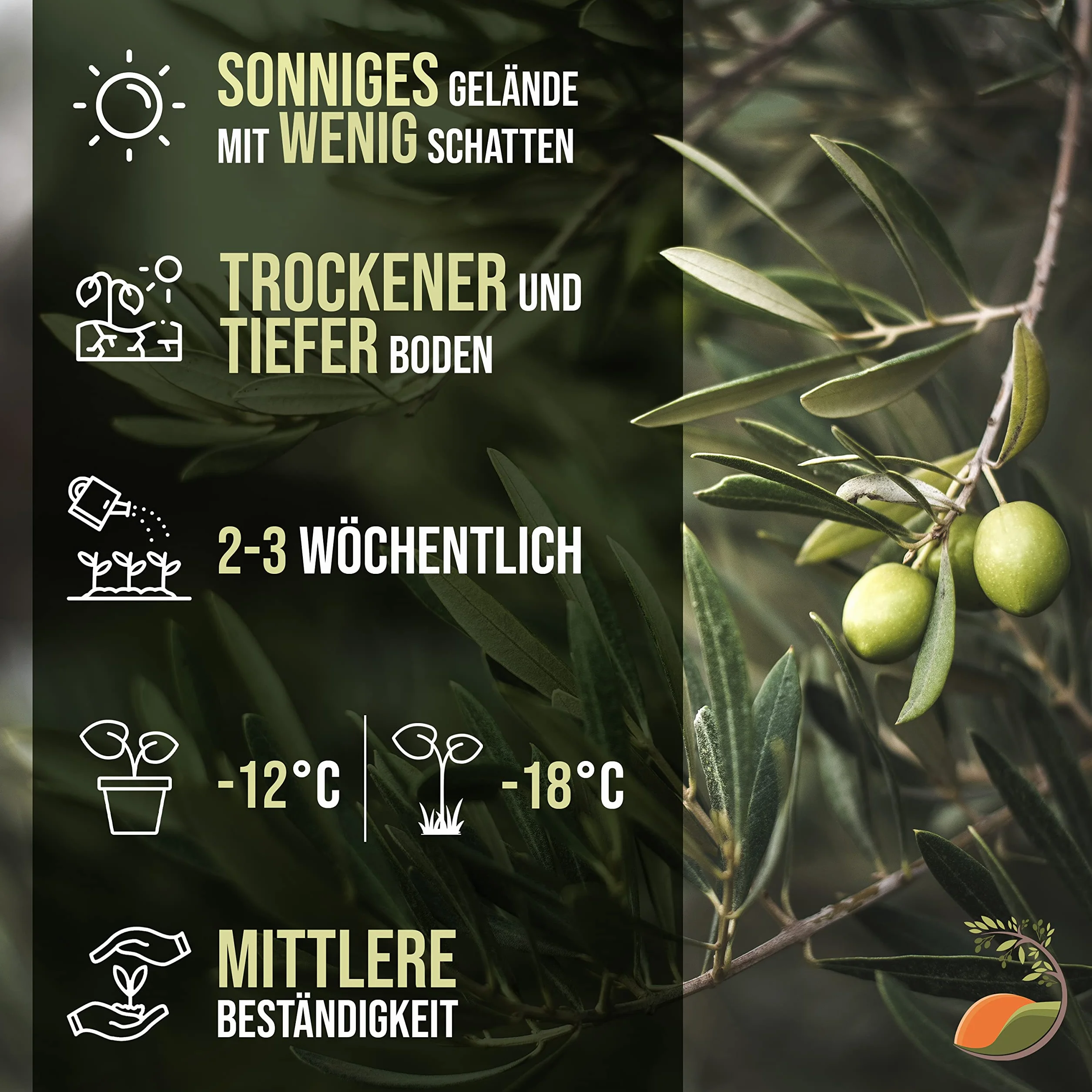 Olea Europaea wysoka łodyga oliwka prawdziwy krzew z jadalnymi oliwkami